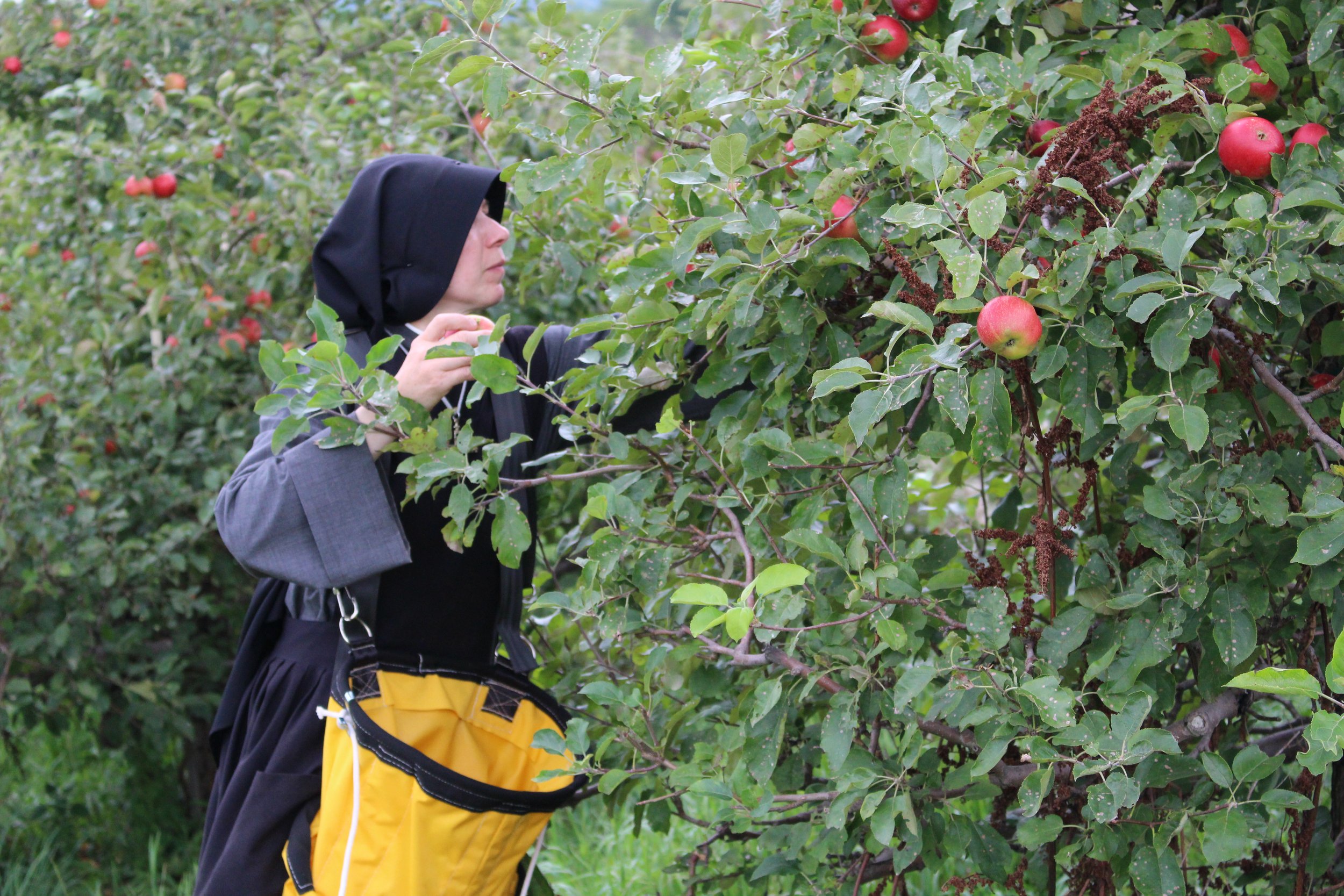 Nun from St Francis Hermitage picking Organic Apples.JPG
