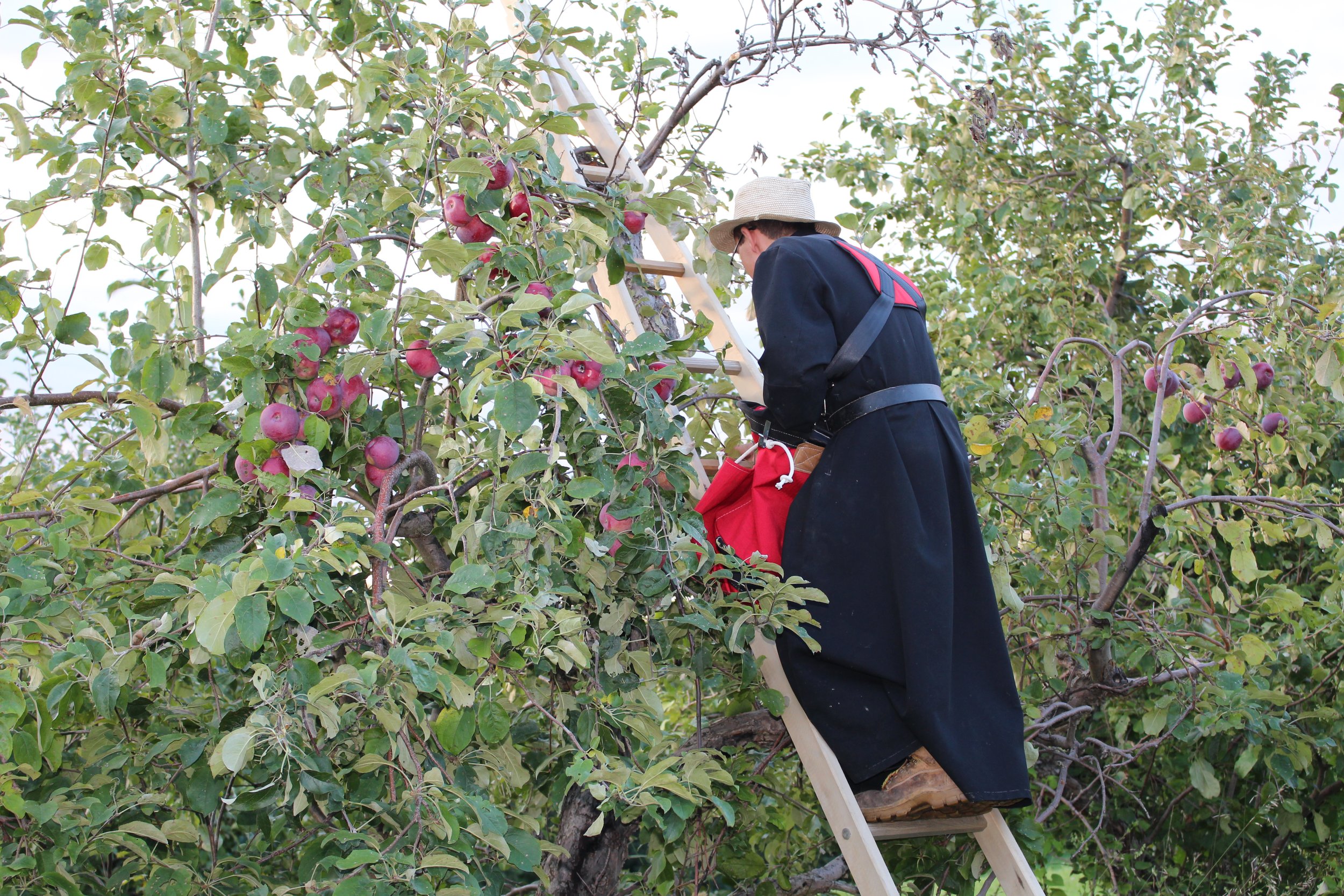 Priest picking Organic Apples at St Francis Hermitage.JPG