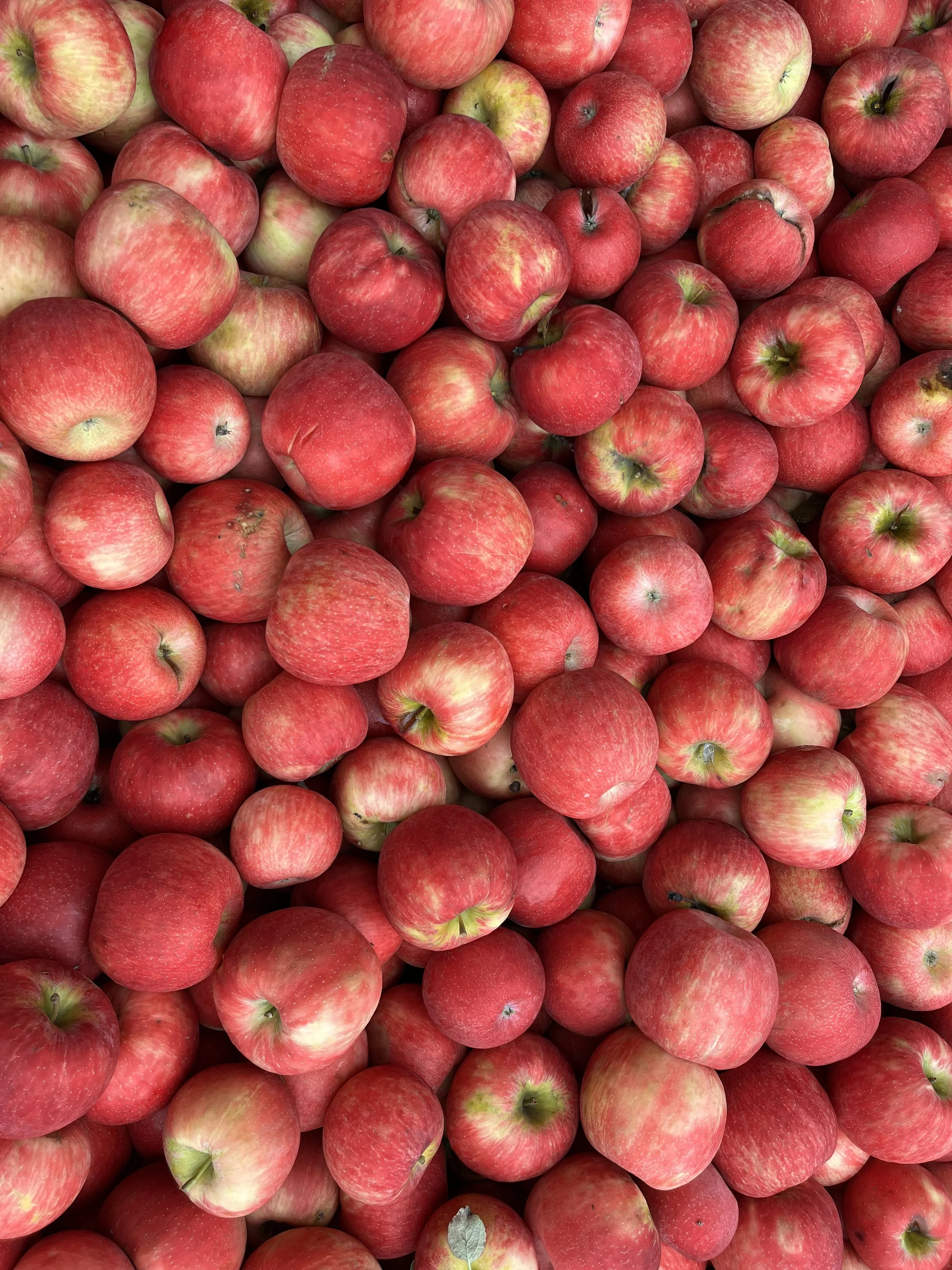 Sample: 1913 Kickapoo Orchards Cider and Syrup