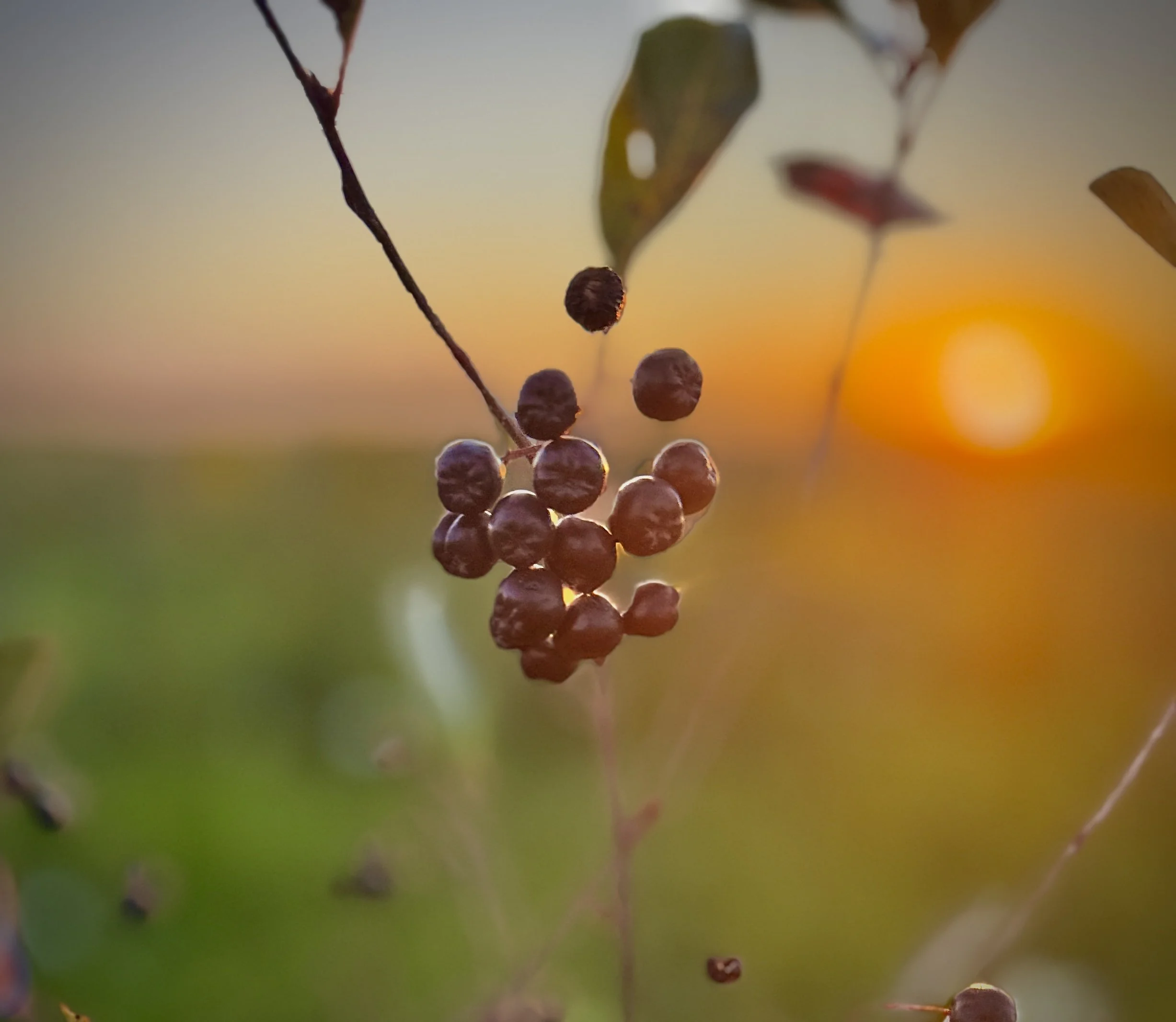 Copy of IMG_2974.JPG