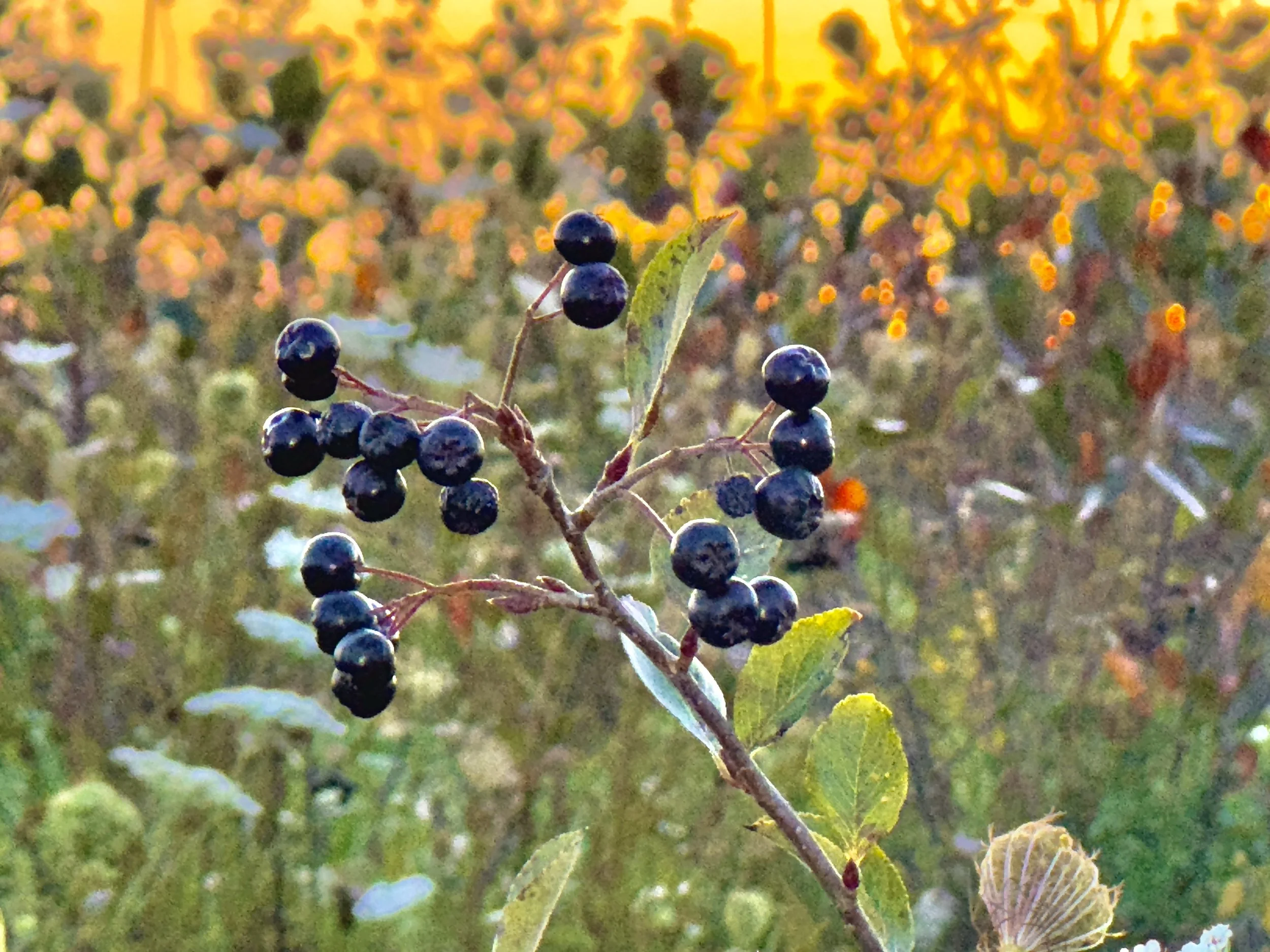 Copy of IMG_2993.JPG