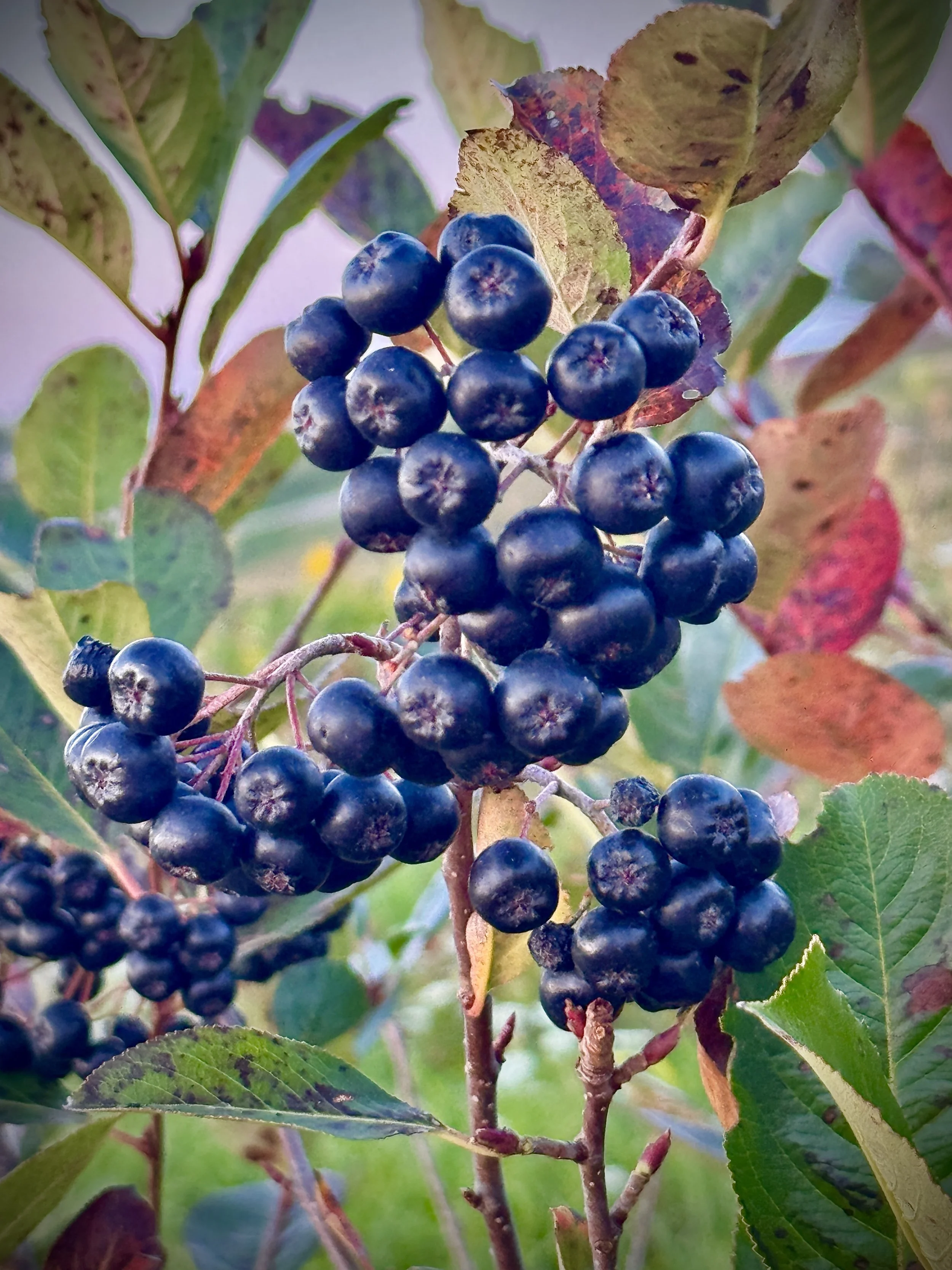 Copy of IMG_3016.JPG