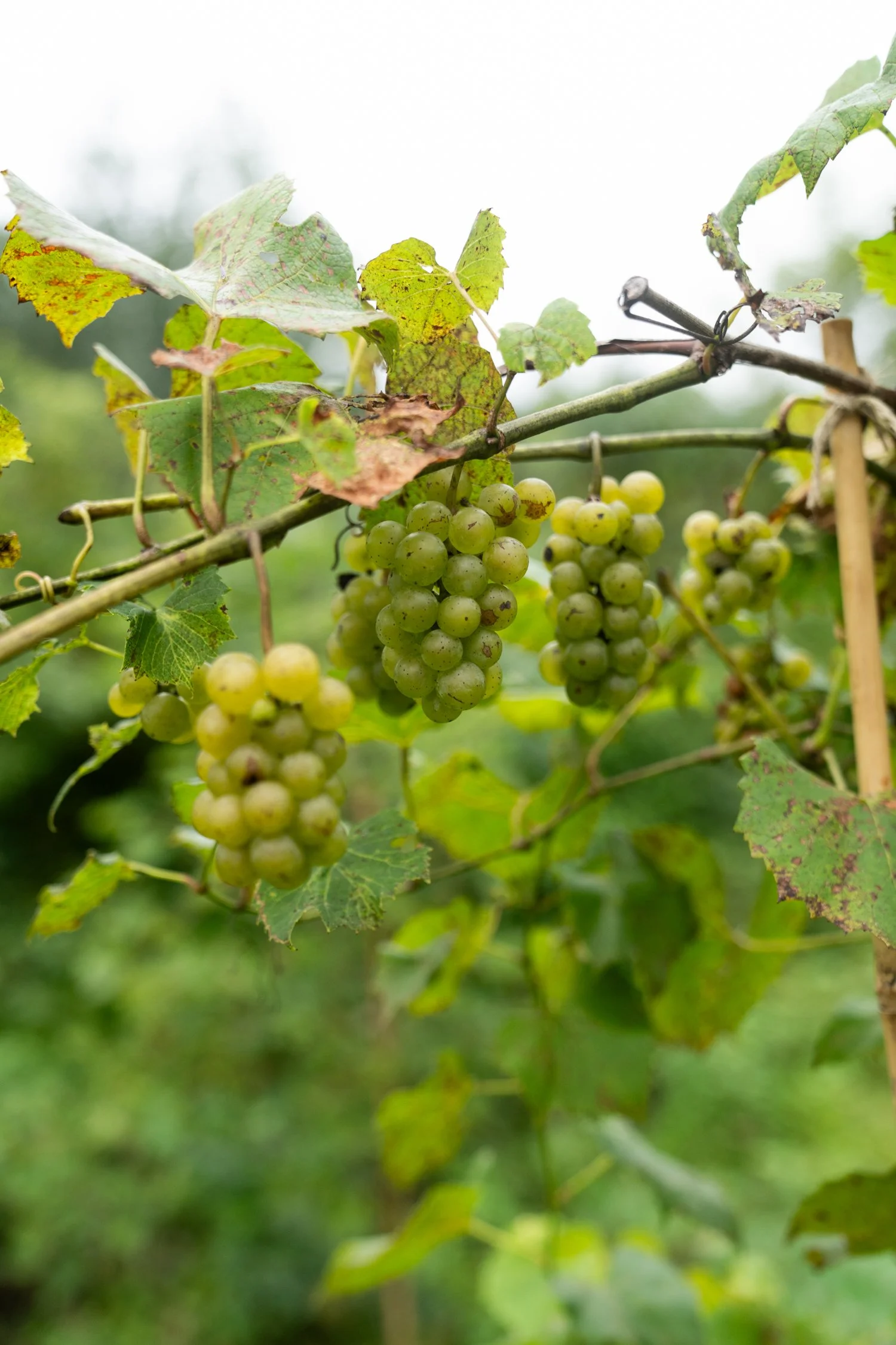 Copy of 250830_lasmujeras_0705.jpeg