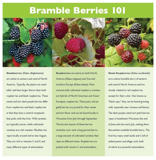 Brambleberries: What's the Difference?
