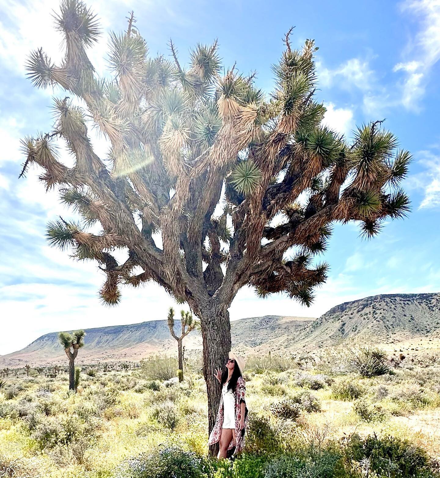 The stillness, desert wild flowers, cosmic vibes, mountain trails, and vast openness. A perfect place to reconnect🫶🏼

Thank you Joshua Tree.🌵

#reconnectweekend2023 #joshuatree #pioneertown