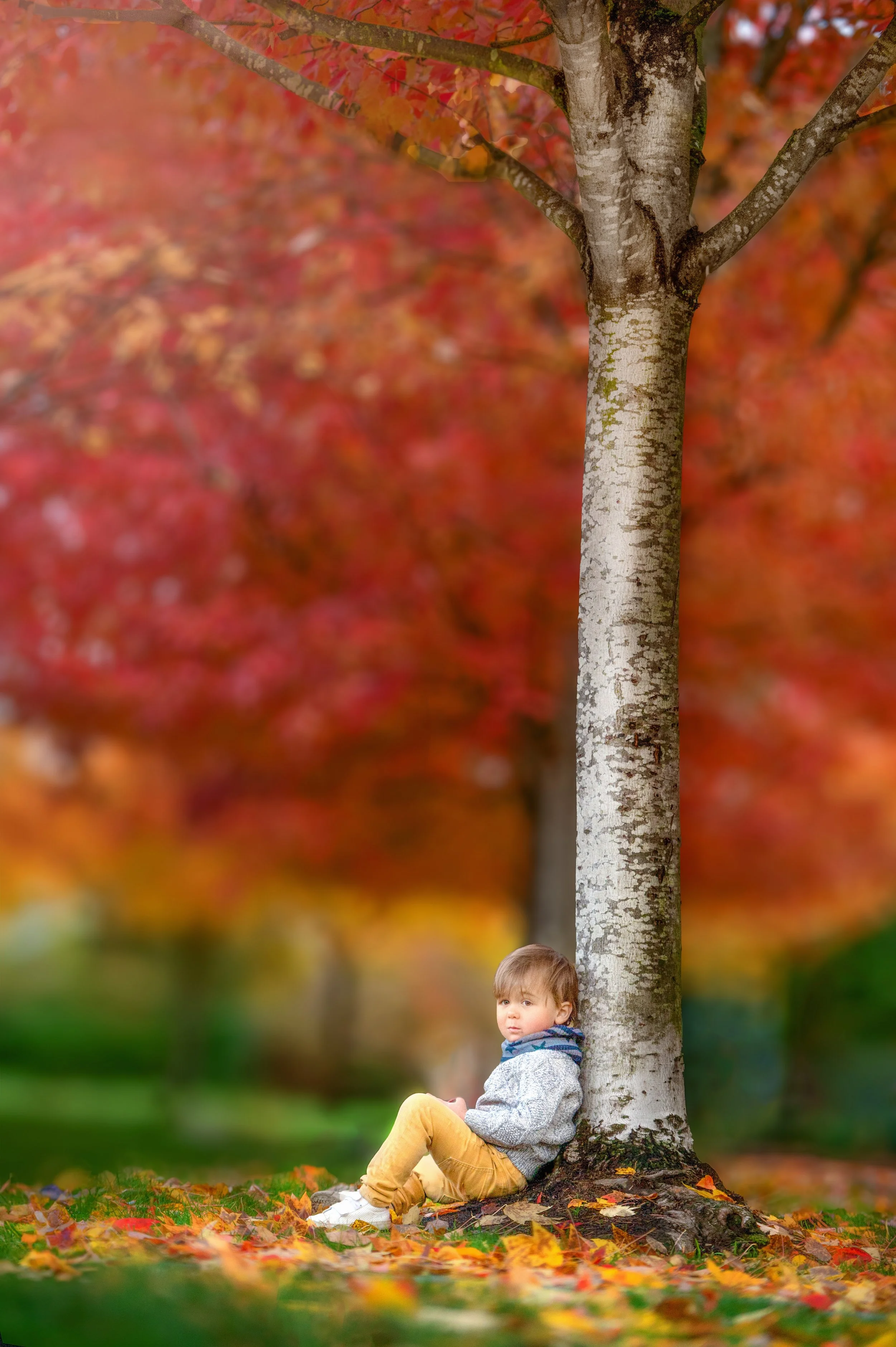 calgary Family Photographer. Child sitting under a red tree in the fall.jpg
