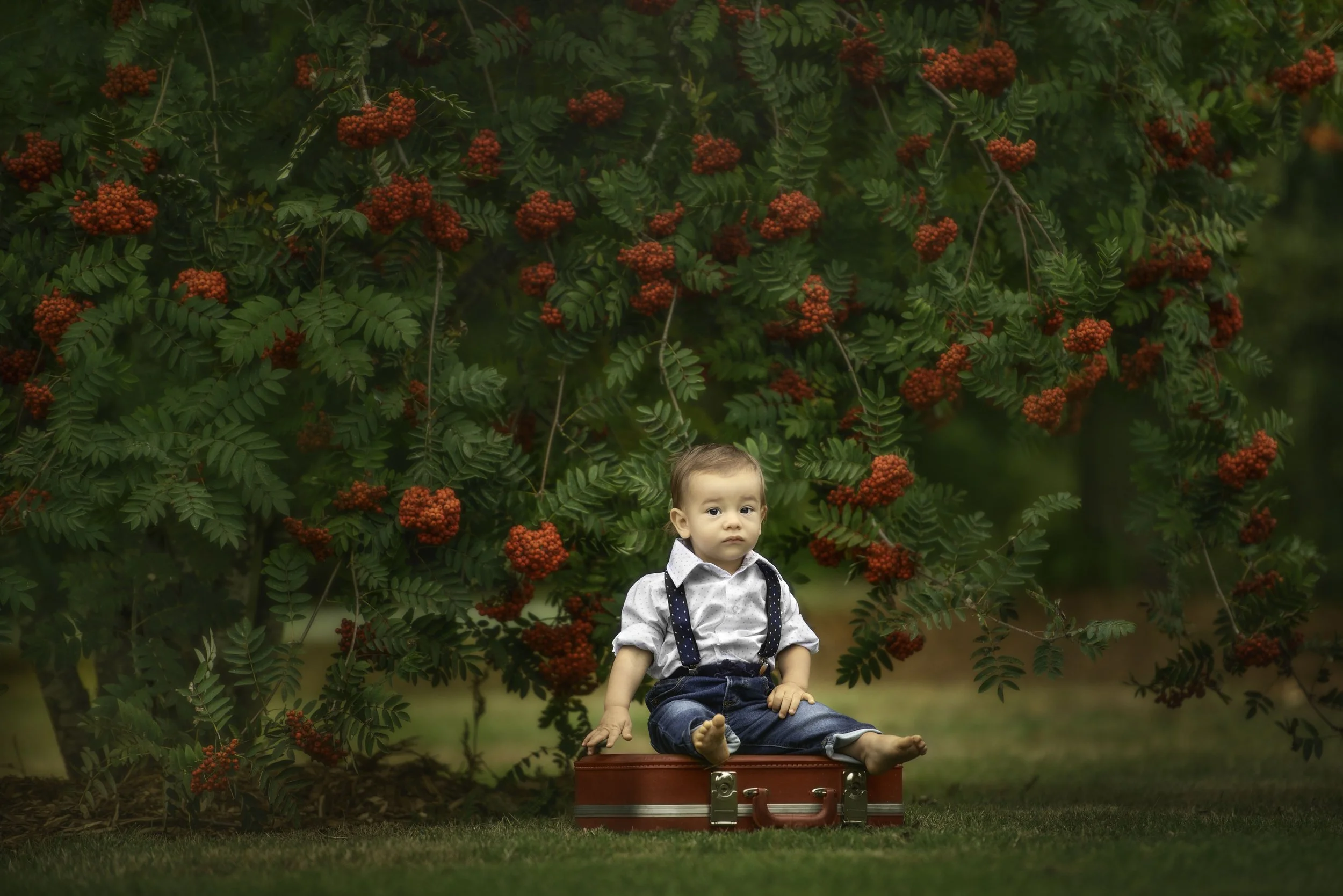 calgary children photographer boy by tree sitting on red suitcase.jpg