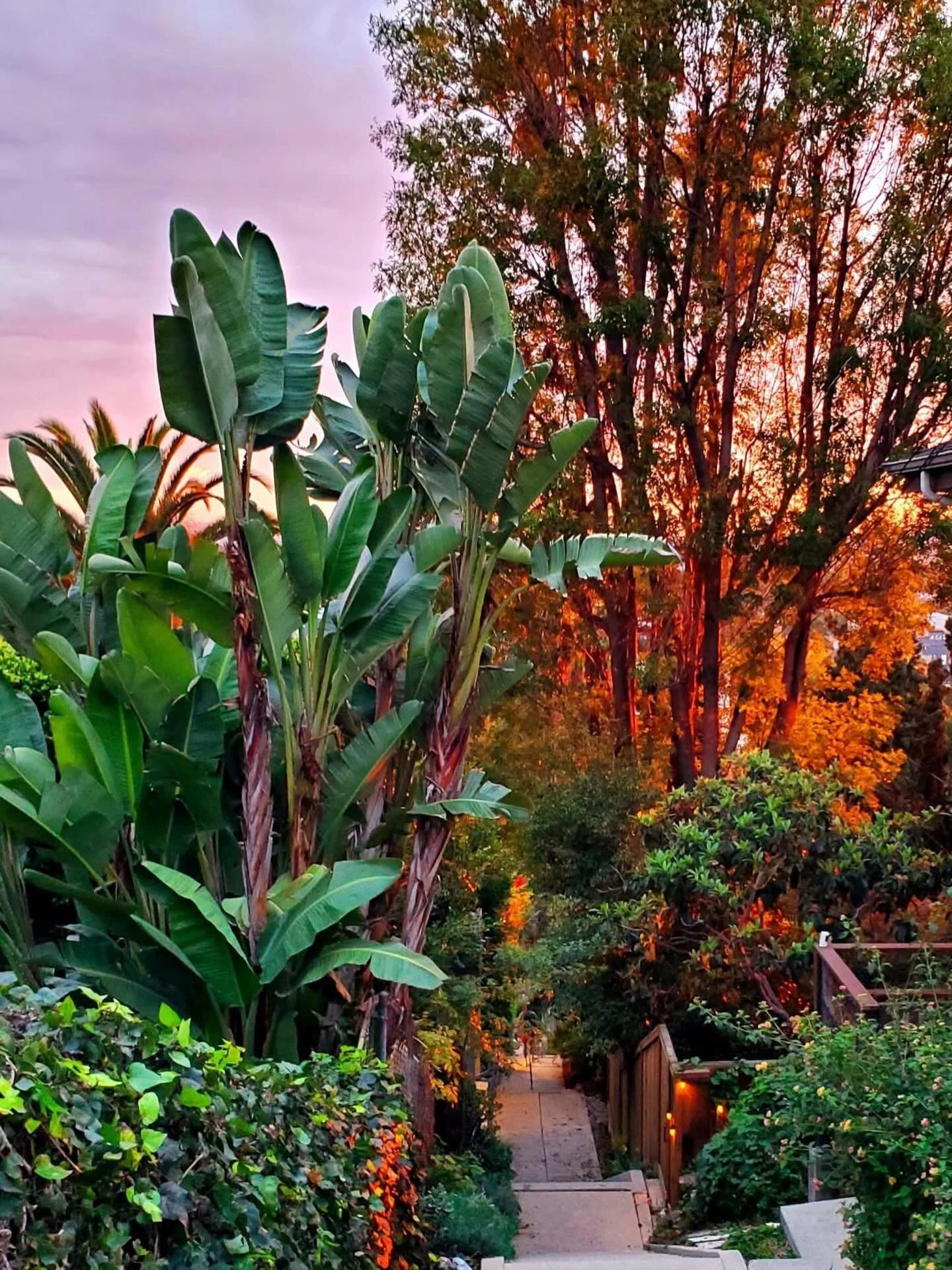 A Little Thing I&rsquo;m Thankful For:

On my daily walk, there is a long, secret staircase at the end of a short street in the hills.Along this secret staircase there are some 100 plus years old Craftsman, neo-bohemian bungalows surrounded by trees 