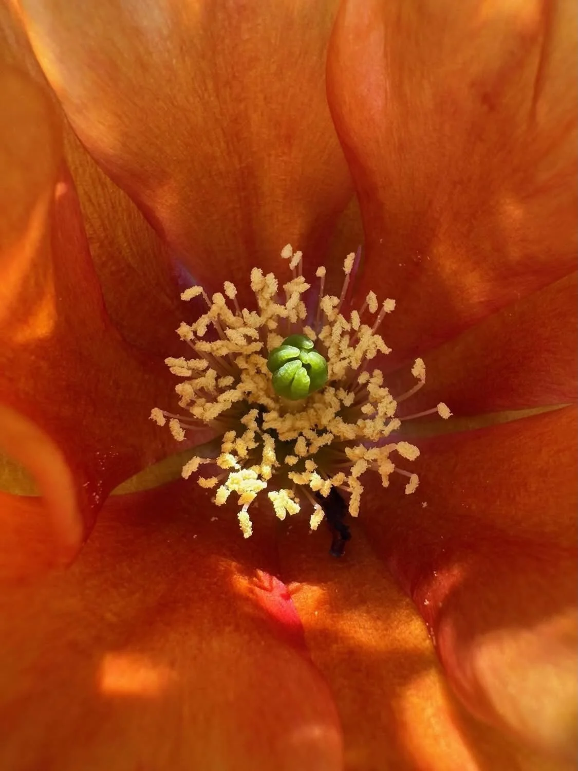 Spent Earth Day (even though I didn&rsquo;t know it was) with my multi-talented, singer-songwriter pal @frankleedrennen (from the great @deadrockwest ) working on my hillside cutting, trimming and grappling with my plants. A neighborhood hawk stopped