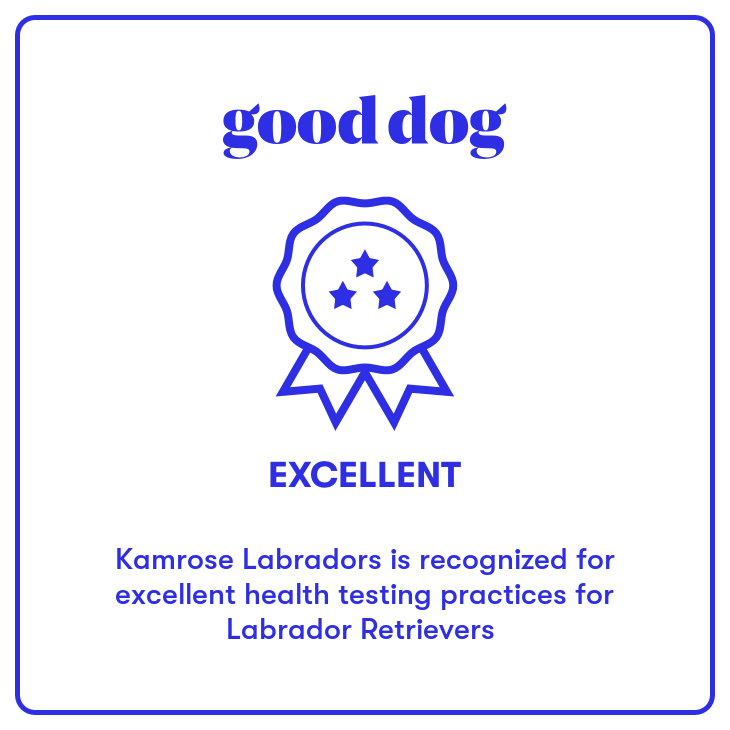 Certificate with "good dog" logo, ribbon icon with three stars labeled "EXCELLENT." Text below reads: "Kamrose Labradors is recognized for excellent health testing practices for Labrador Retrievers."