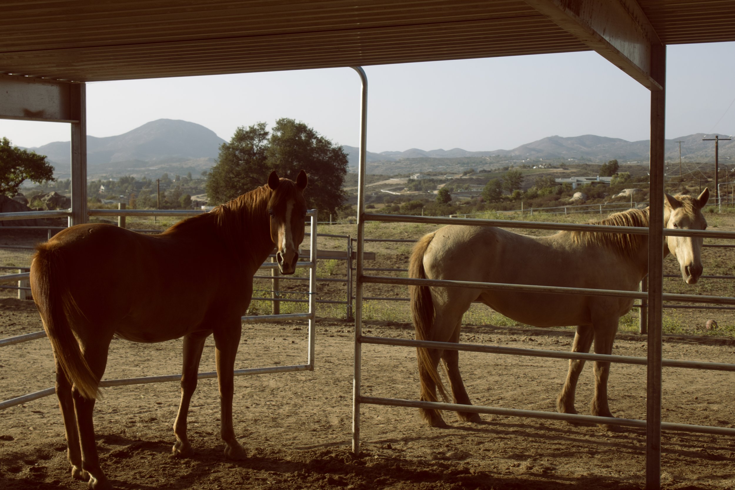 horsey_3.jpg