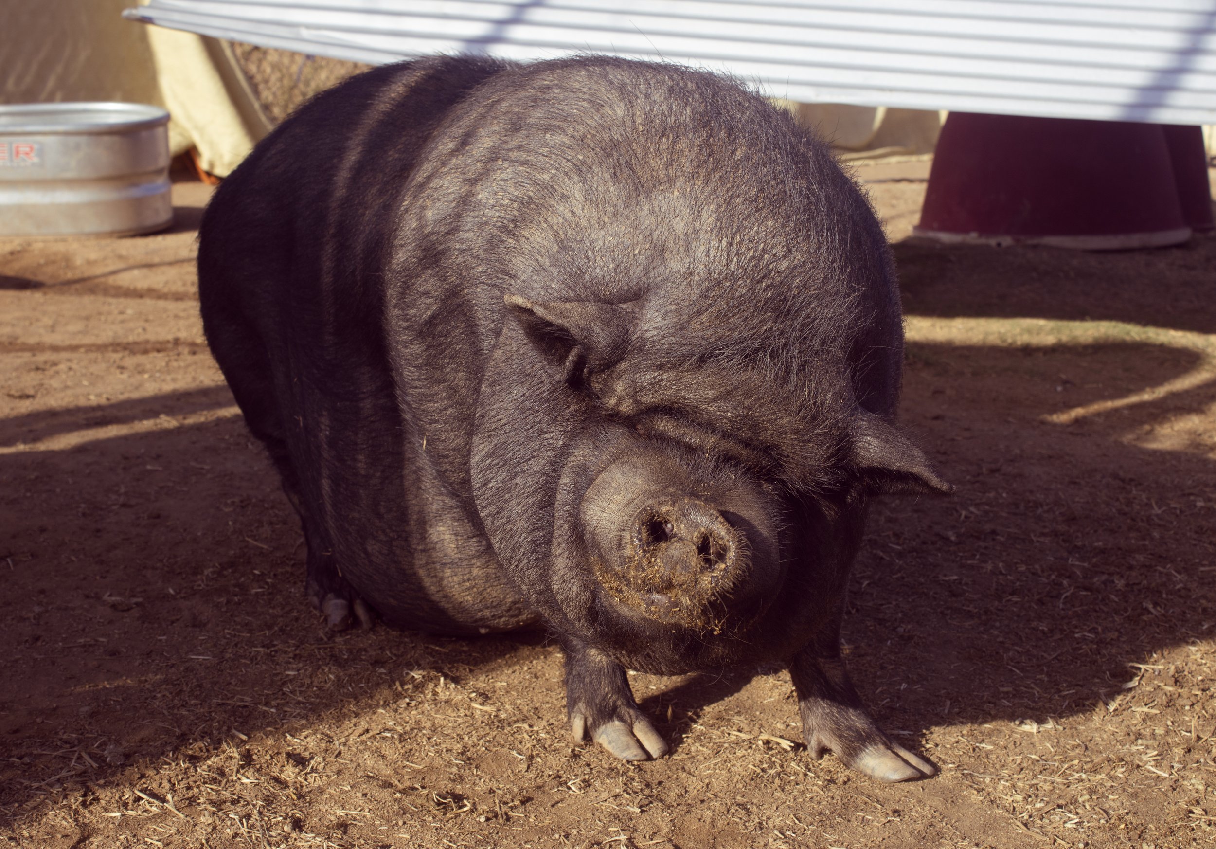 wilbur.jpg
