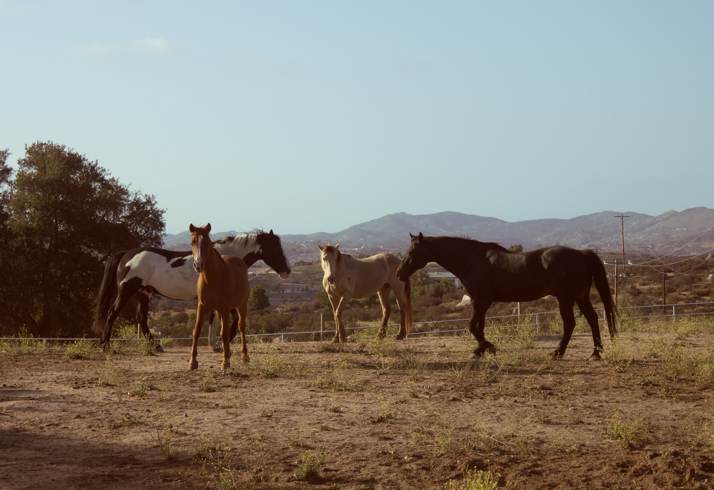 horsey_orgy.jpg
