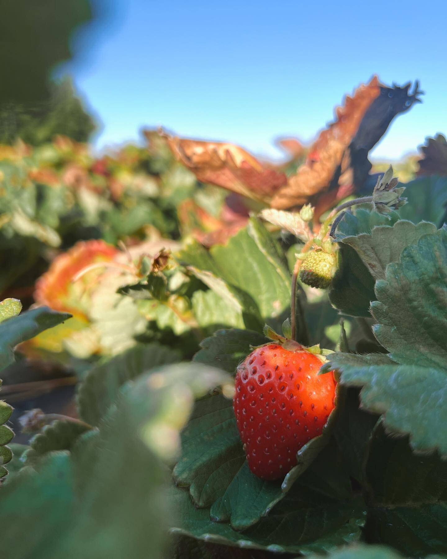 We wish we were lying but we still have strawberries in the field. And we know people have moved onto pumpkin lattes and cozy sweaters but why not squeeze every bit of summer out of 2023, just like our sweet strawberries. 🍓🚜

.
.
.
.
 
#vancouver #