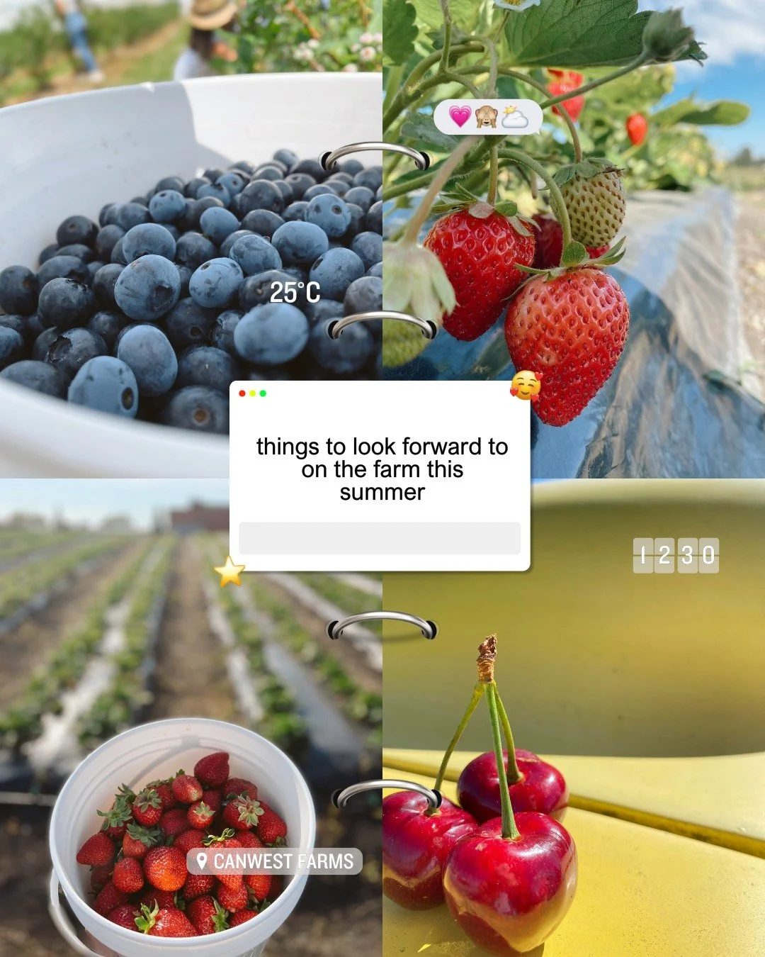 Summer is here and CanWest Farms is buzzing with excitement! 🌞 Join us for blueberry picking and a cozy picnic in the fields. Savor BC&rsquo;s finest strawberries, freshly picked just for you. Our home-grown produce is ready to add a splash of color