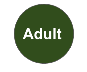 Adult.png