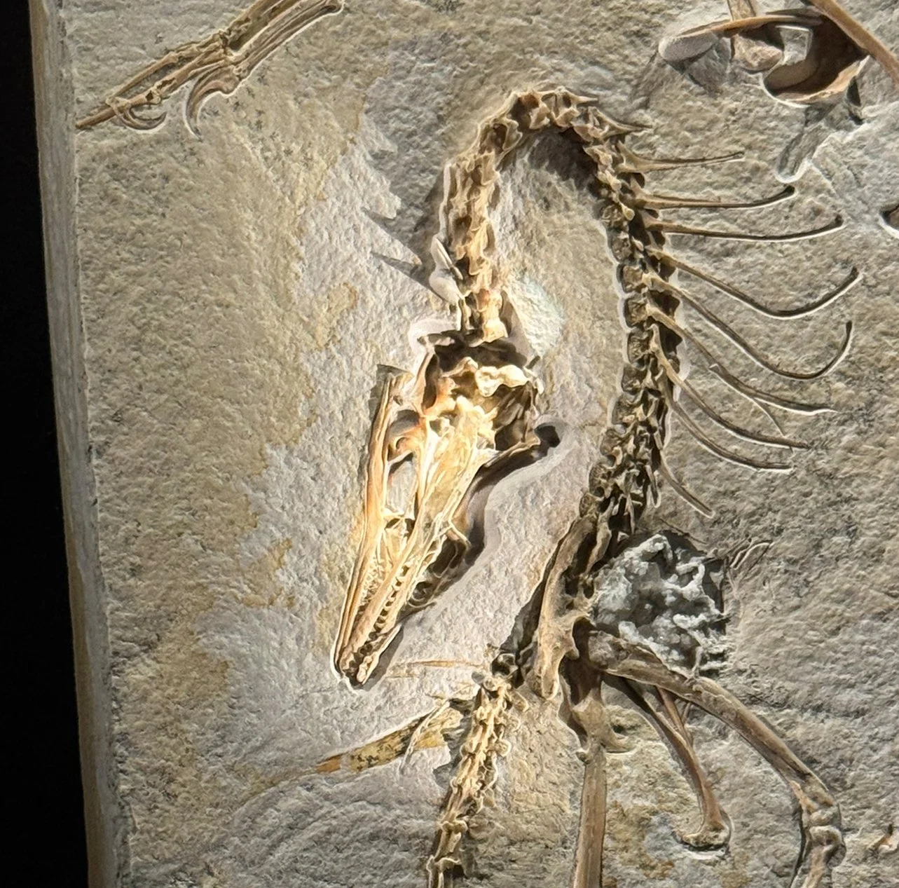 detail of archaeopteryx fossil with all the teeth