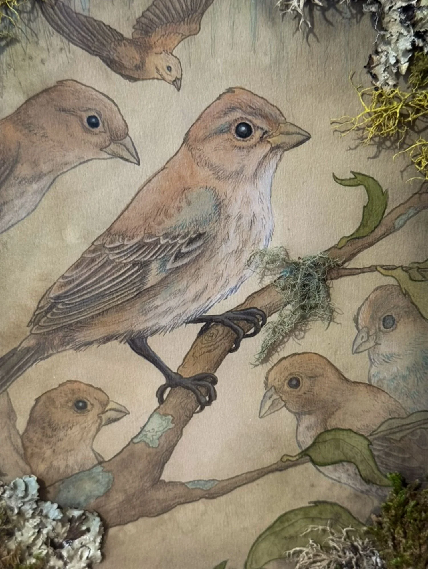 shadow box of brown mottled birds in foliage