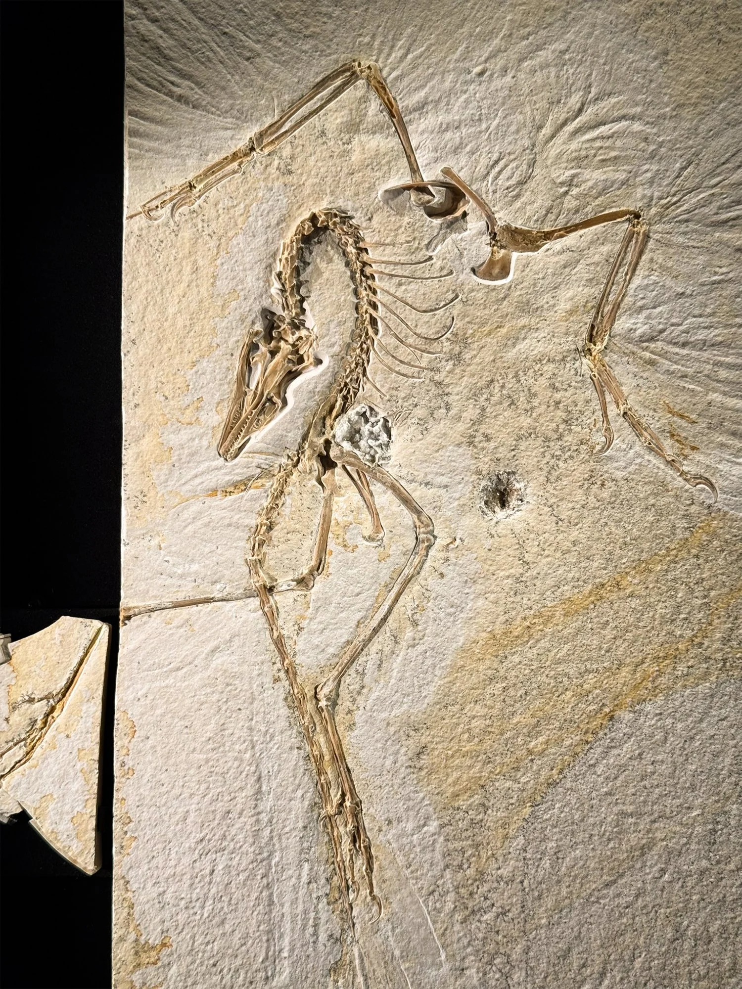 archaeopteryx fossil on slab
