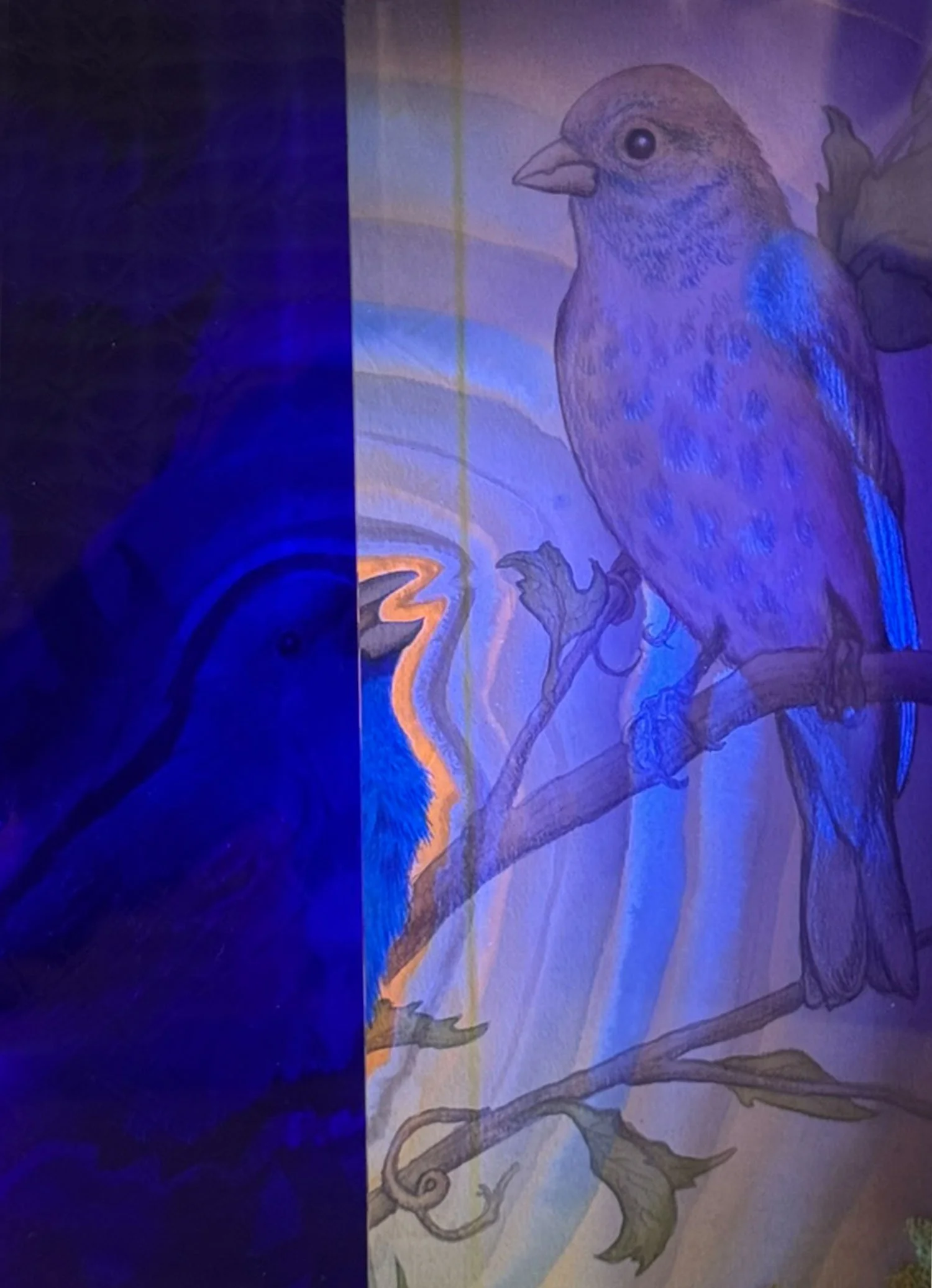 shadow box of blue glass and bird illustration with UV light