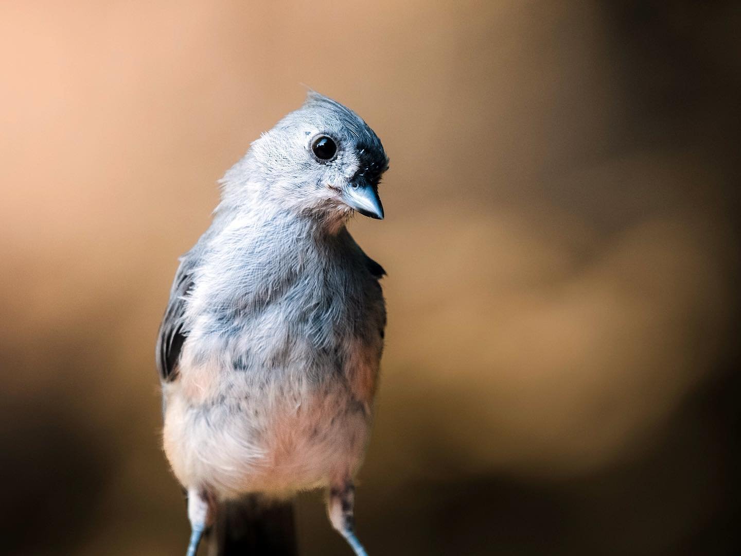 I call this series &ldquo;end-of-summer yellow&rdquo; 🌼
.
.
.
.
#titmouse #birdphotography #wildlifephotography #naturelovers #etherealaesthetic #cottagecore #endofsummervibes
