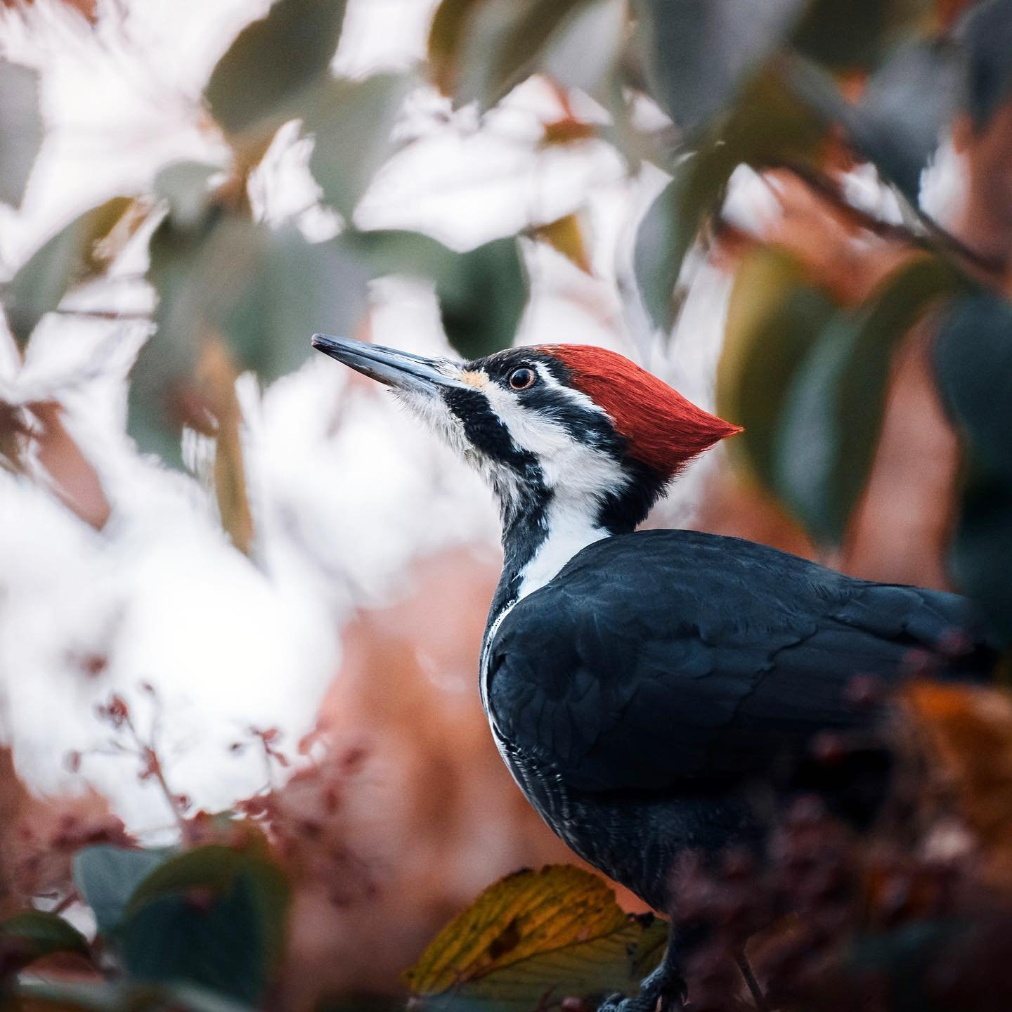 Usually the pileated woodpeckers don&rsquo;t let me get this close, but this one was too concerned over the red-tailed hawk flying overhead. 
.
.
.
.
#woodpecker #pileatedwoodpecker #birdsofinstagram #birdpics #wildlifephotography #naturegram #novemb