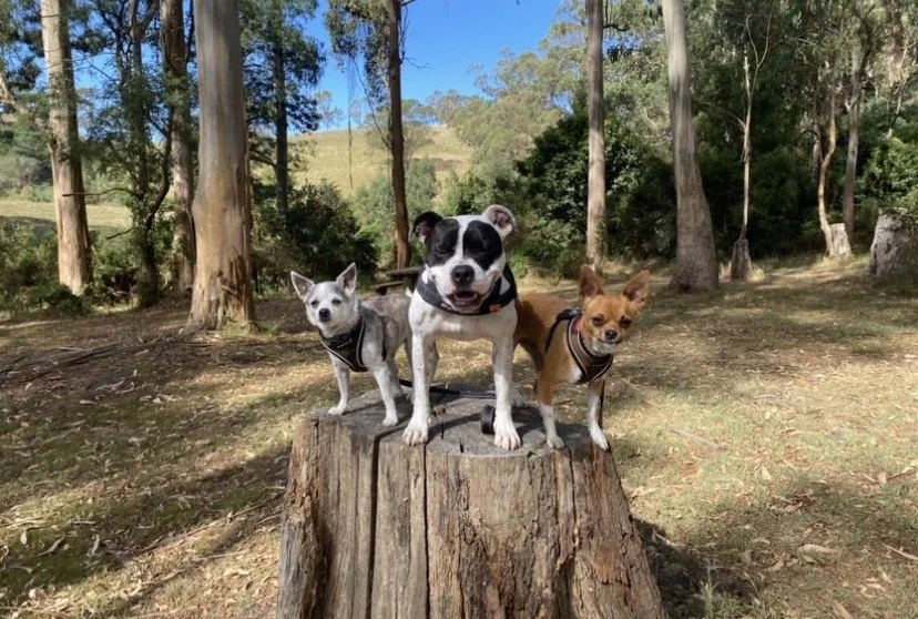 Bruno, Hoppa & Mini
