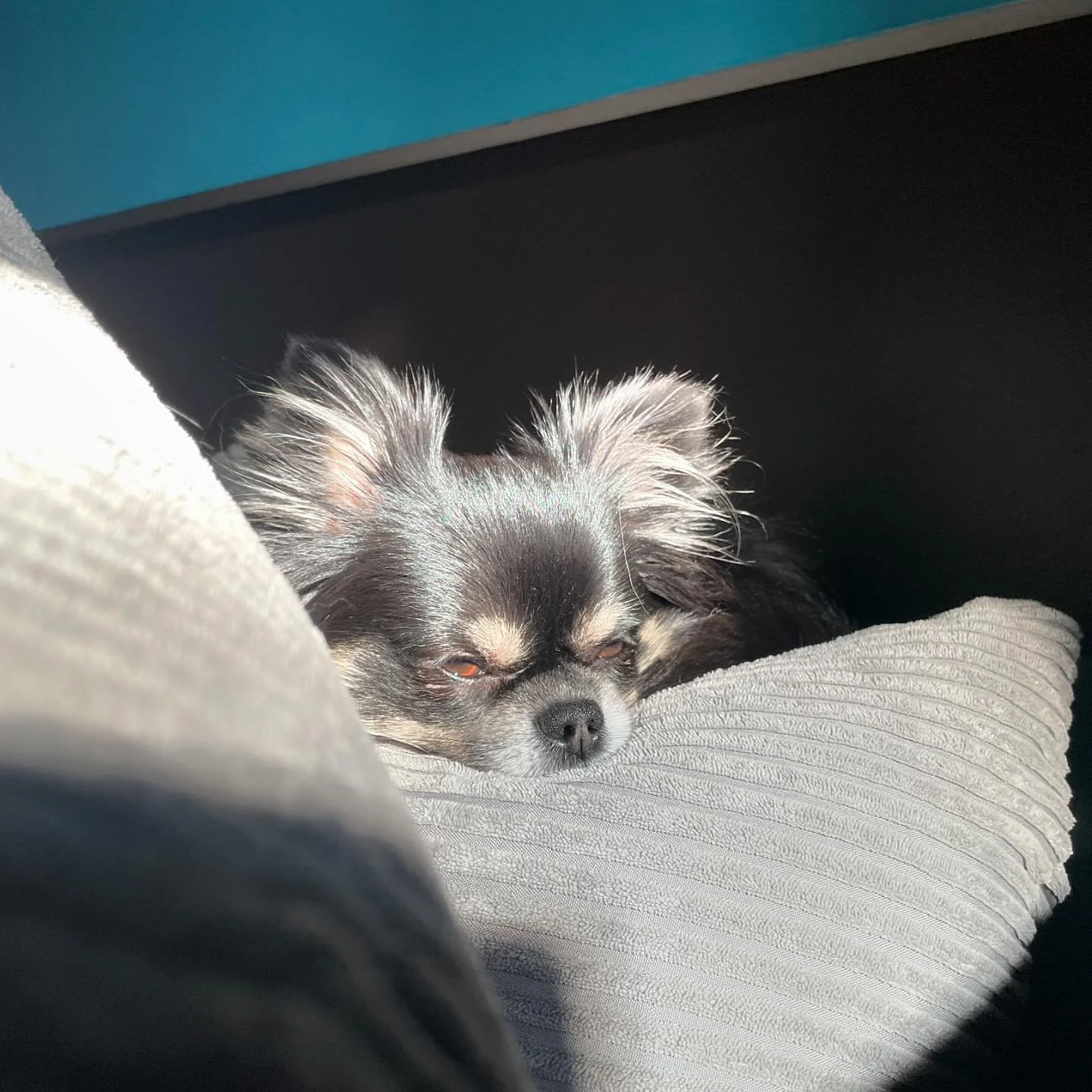 I love this little dude.