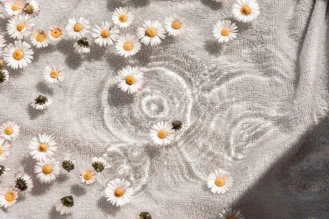 Image of chamomile flowers floating in water to accompany a website copy about queer counsellor and bipoc counsellor fees and booking policies