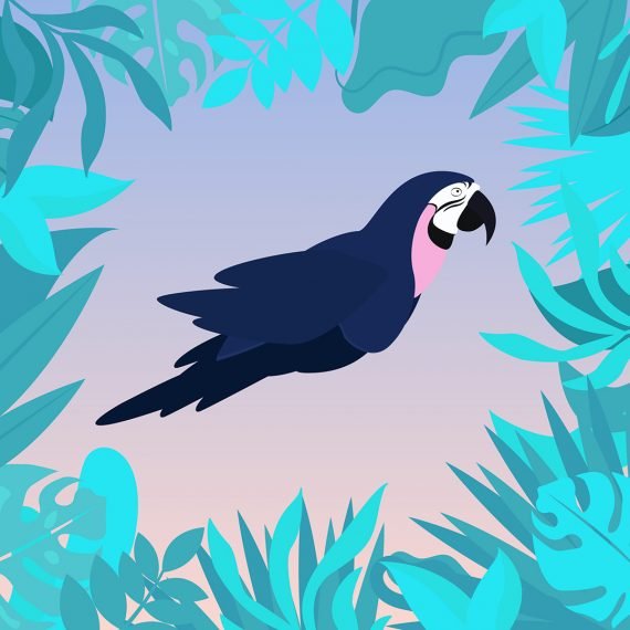 Parrott-sizes-02-570x570.jpg