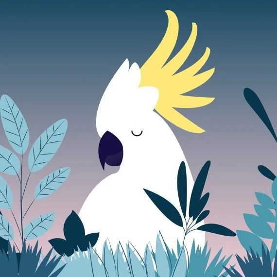 Cockatoo-sizes-02-570x570.jpg