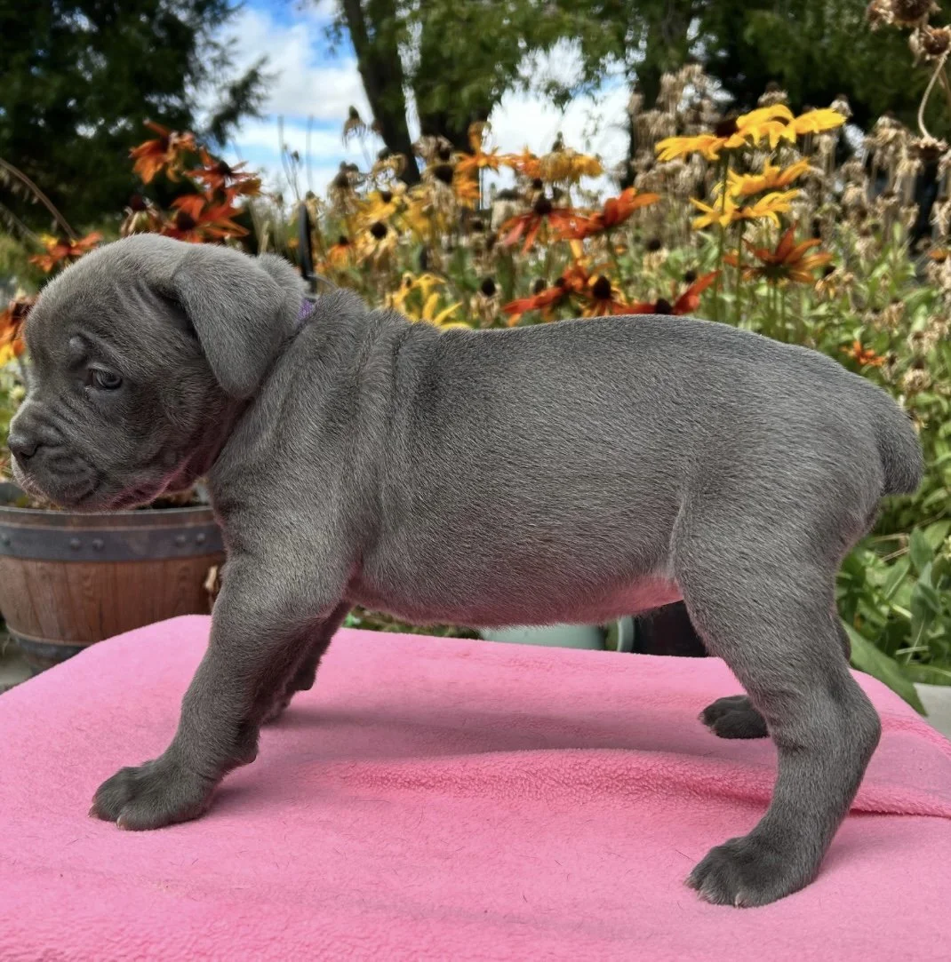 Purple Female