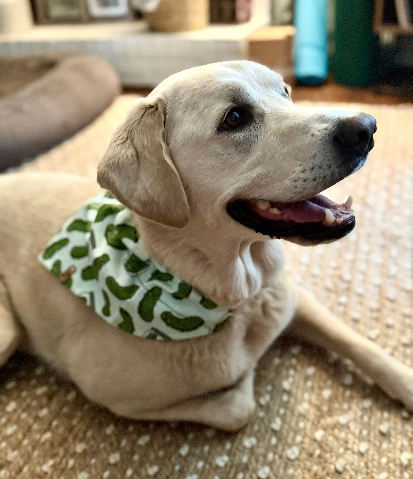 Something is coming. And it has paws. 🐾 It has heart. It has bandanas. And every single purchase gives back to a cause that means the world to our family. 

I can't say too much yet &mdash; but there's a very special girl in my life who has a birthd