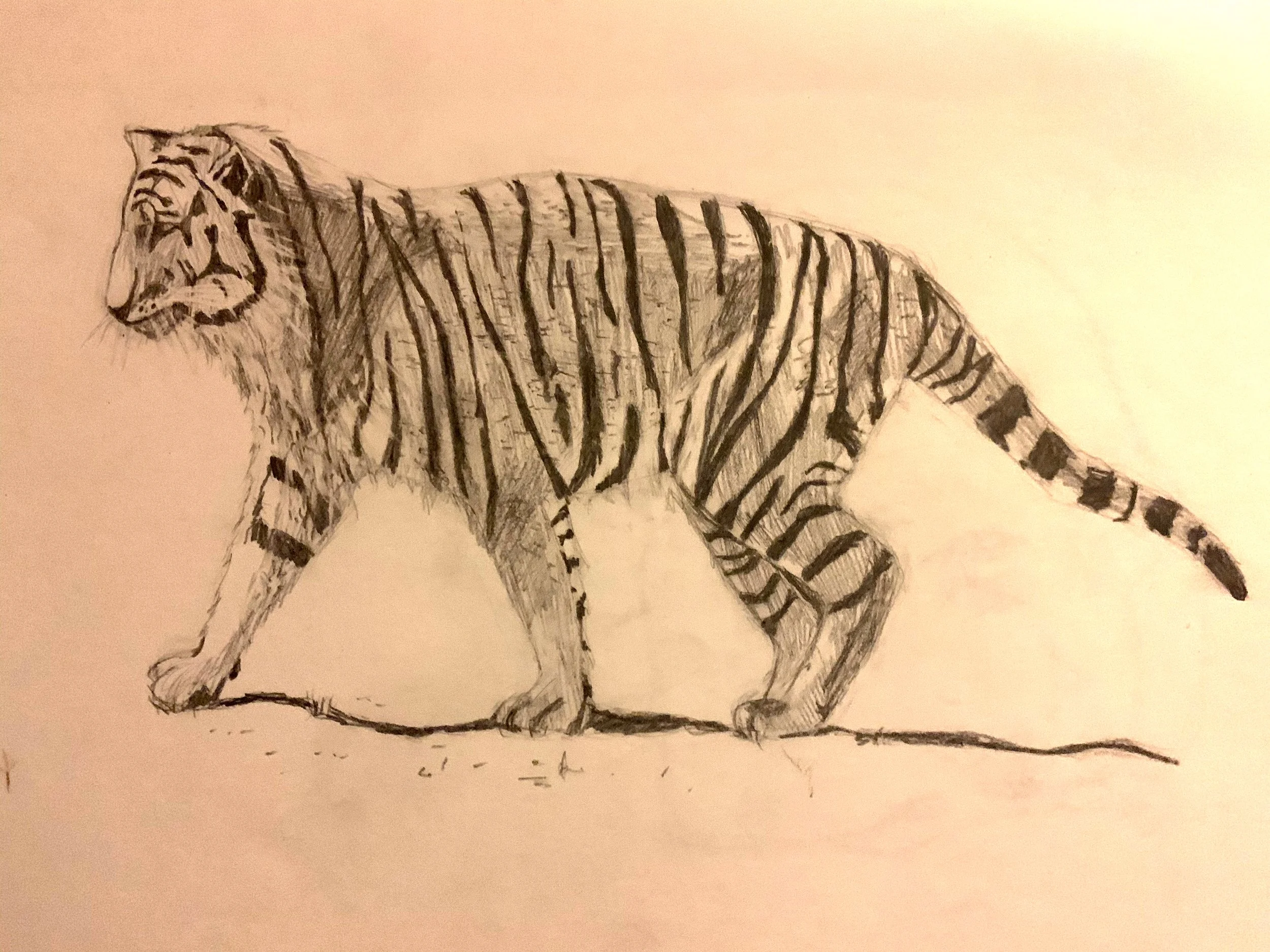 tiger.jpg