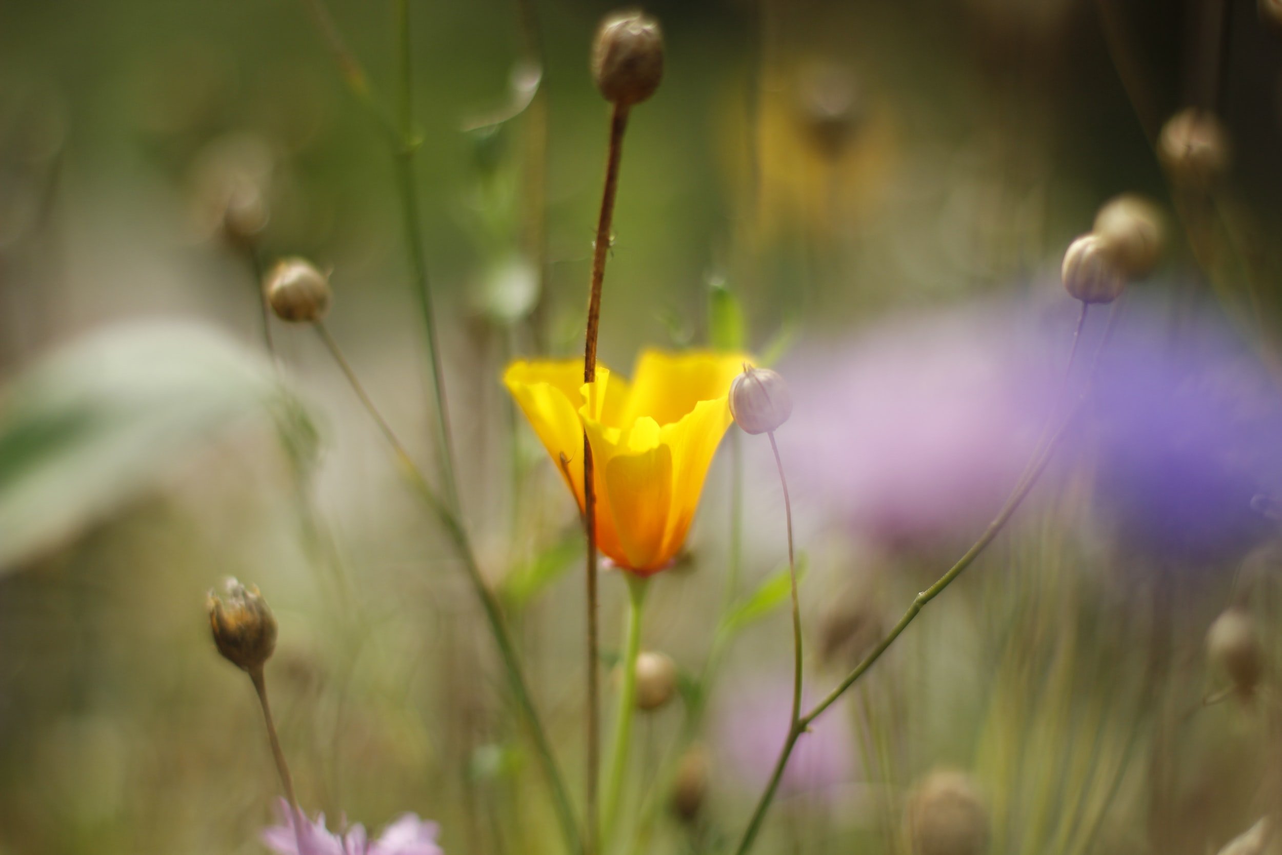 North Florida Wildflower Festival