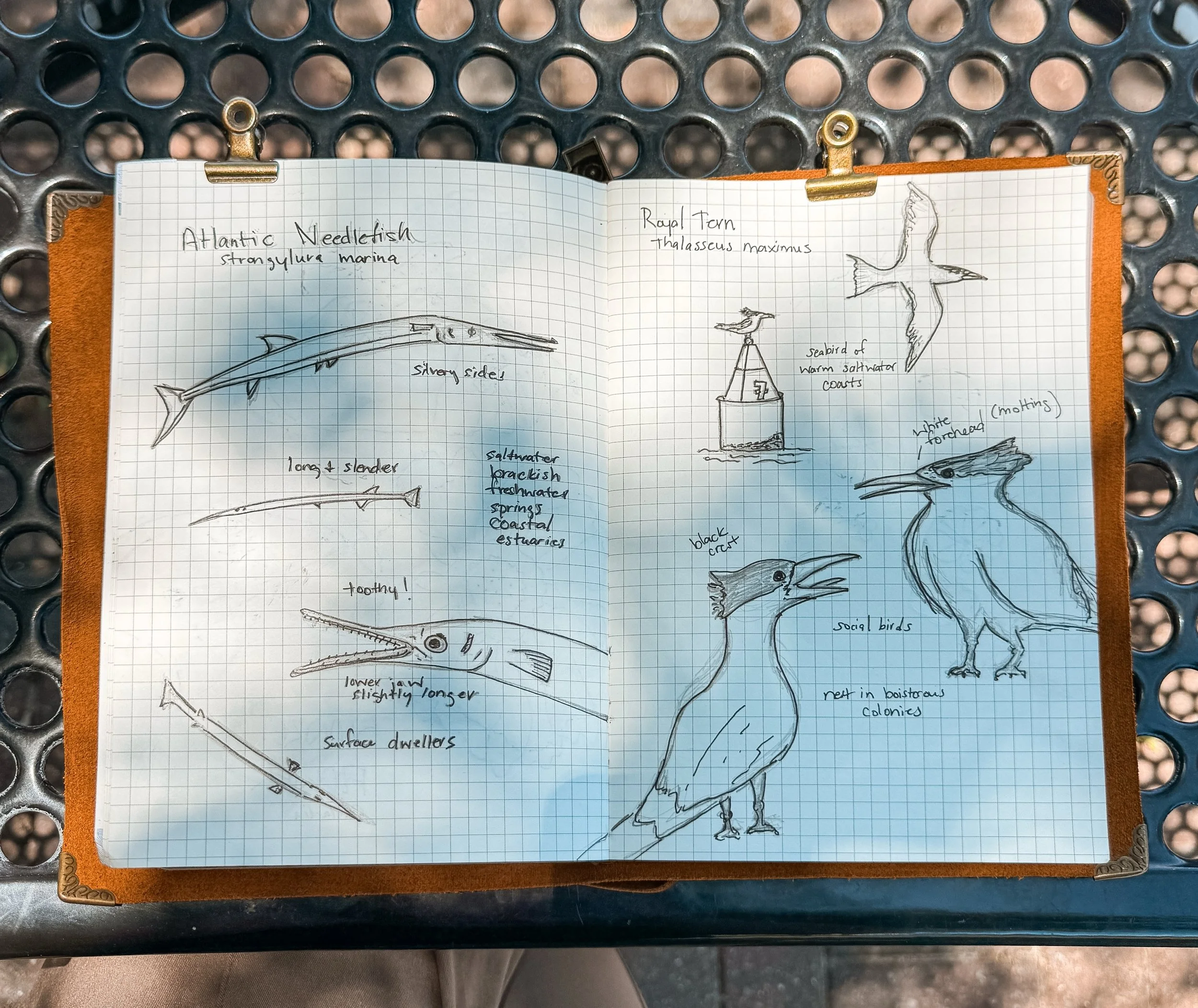 Overdue on my sketching for the #90for90challenge hosted by @flwildfed. Here&rsquo;s critters #7 and #8 - Atlantic Needlefish and Royal Tern. The little guy on the buoy has some potential&hellip;
#floridawildlife #fieldjournaling