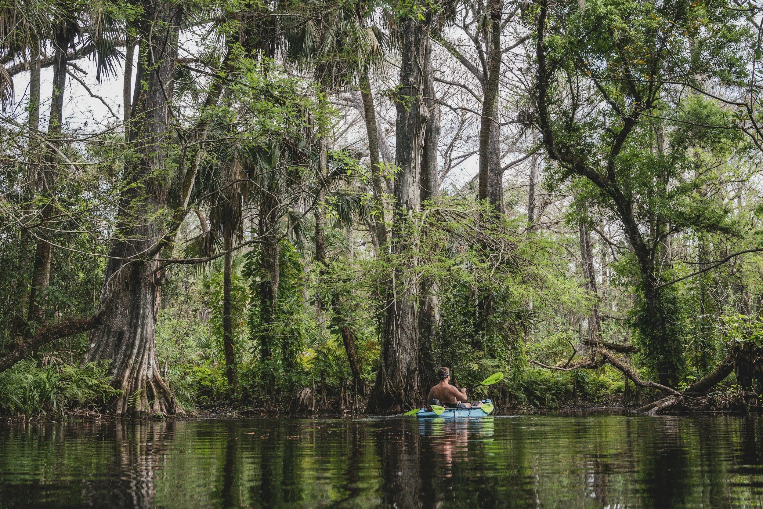 A person kayaking on a calm river in a lush green forest with tall trees and dense foliage.