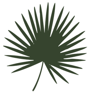 Green palm leaf with radiating leaflets