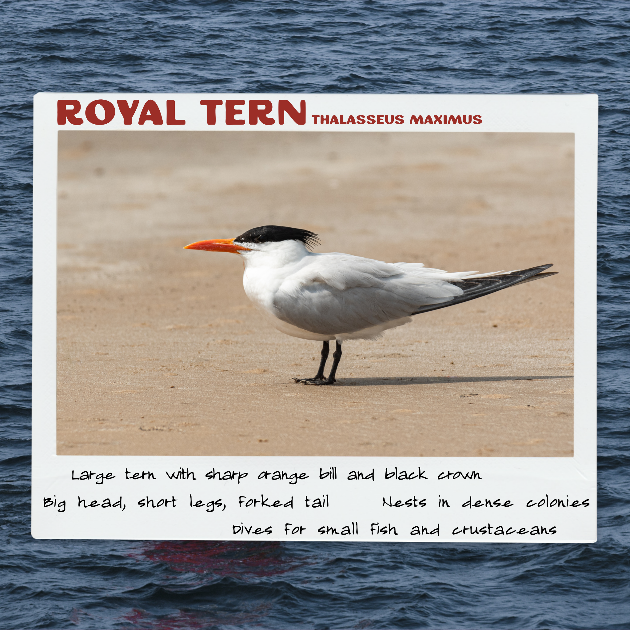Royal Tern.png