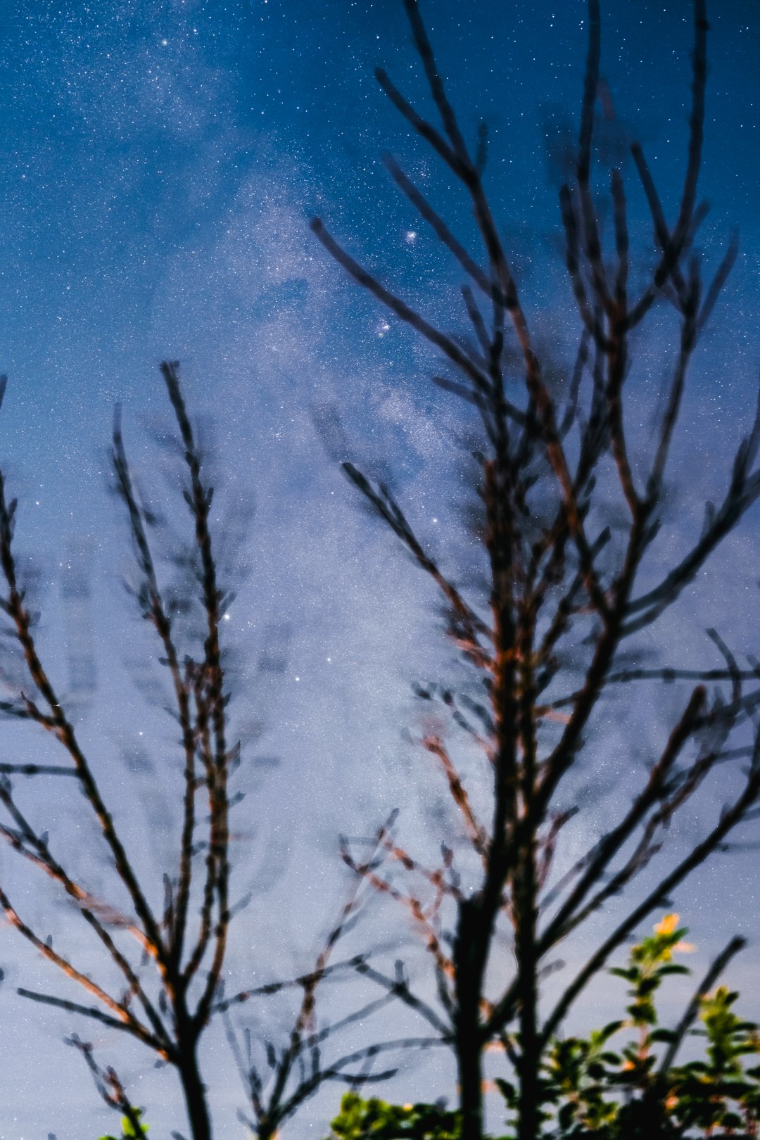 Milkyway shot through a dead tree.