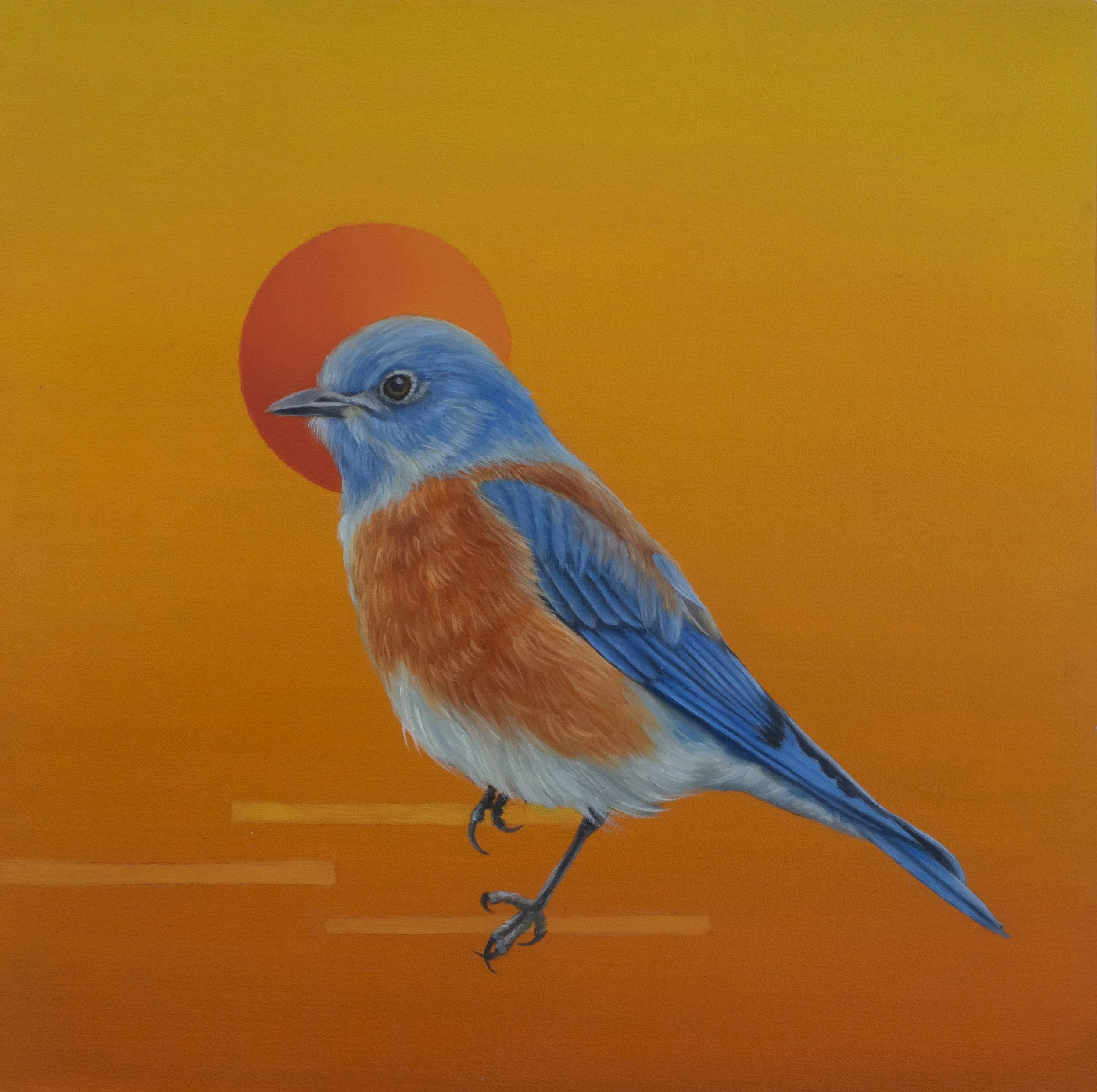 Western Bluebird, oil on wood panel, 8x8"