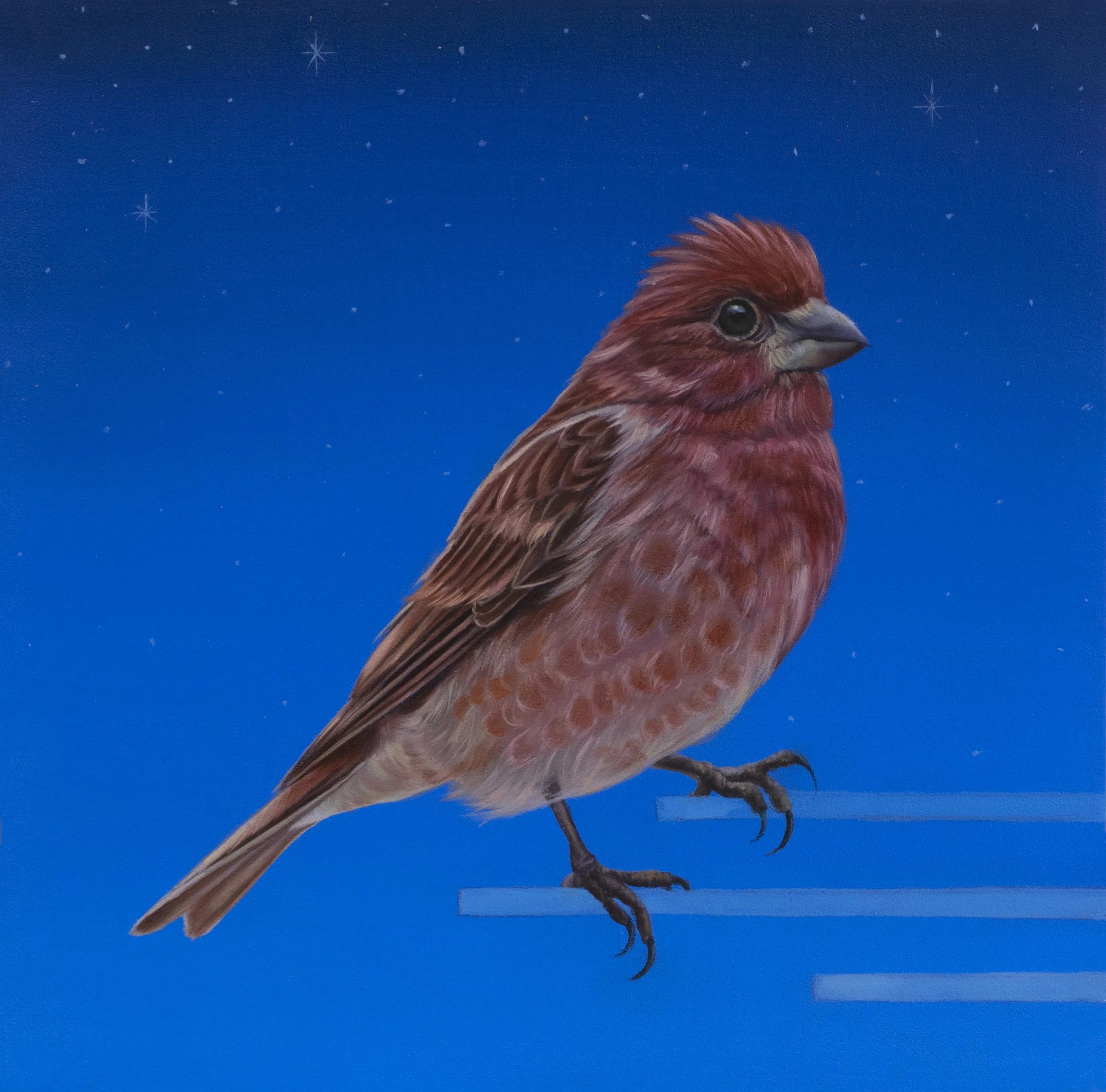 Purple Finch, oil on wood panel, 8x8"