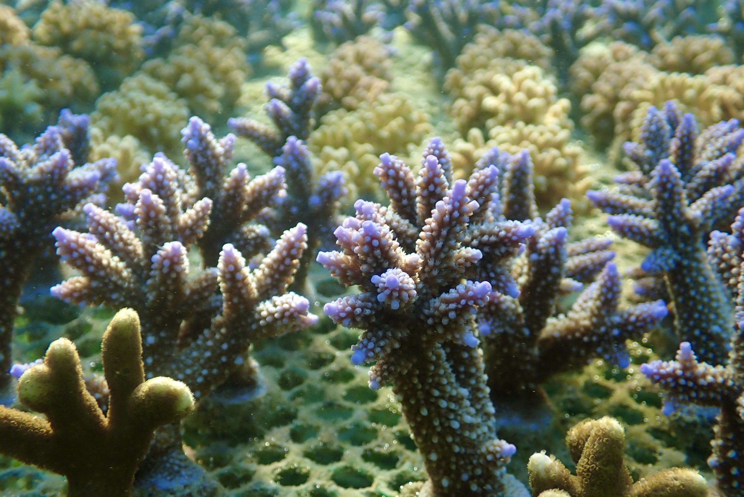 Kuruwitu coral restoration.jpeg