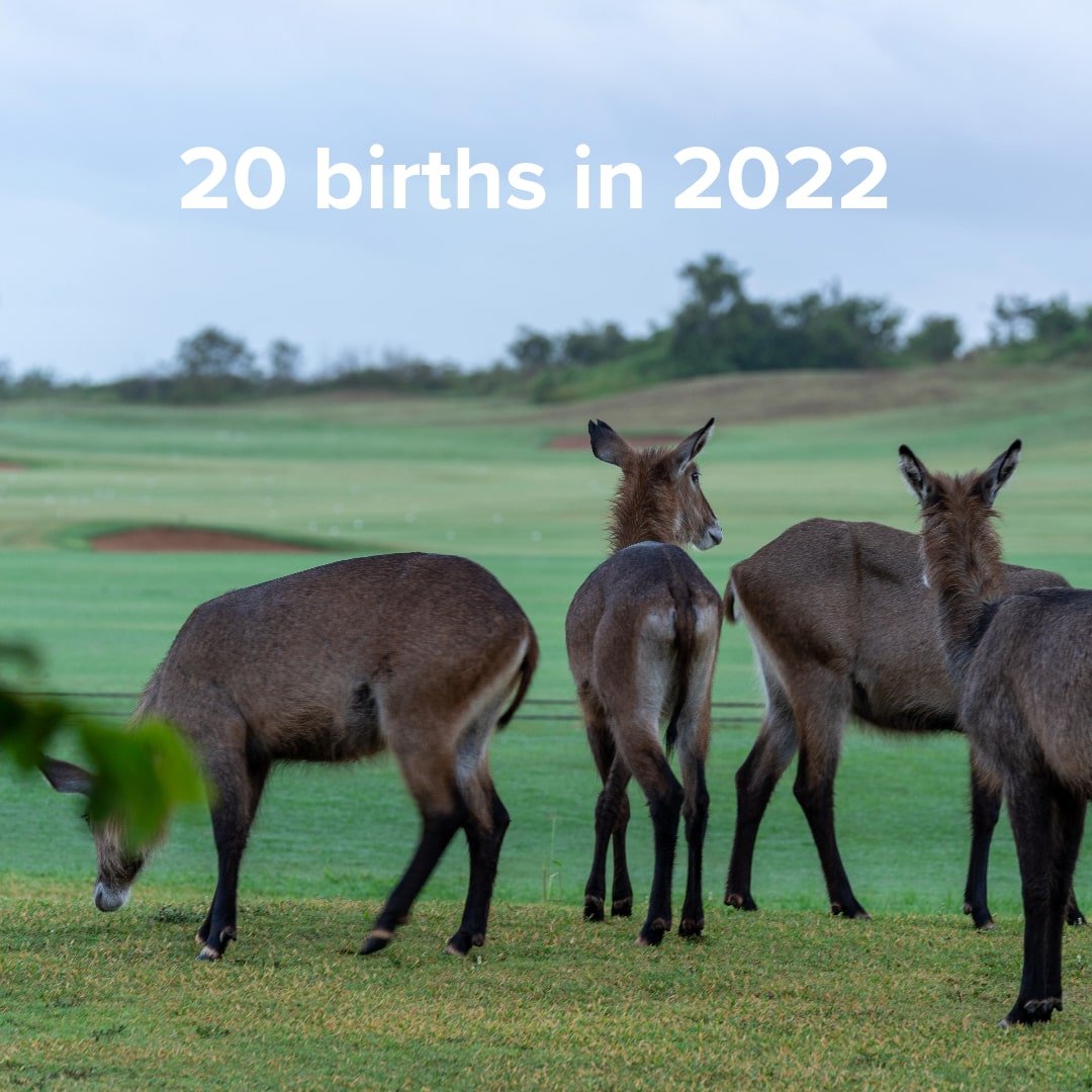 20 animal births in 2022-min.jpeg