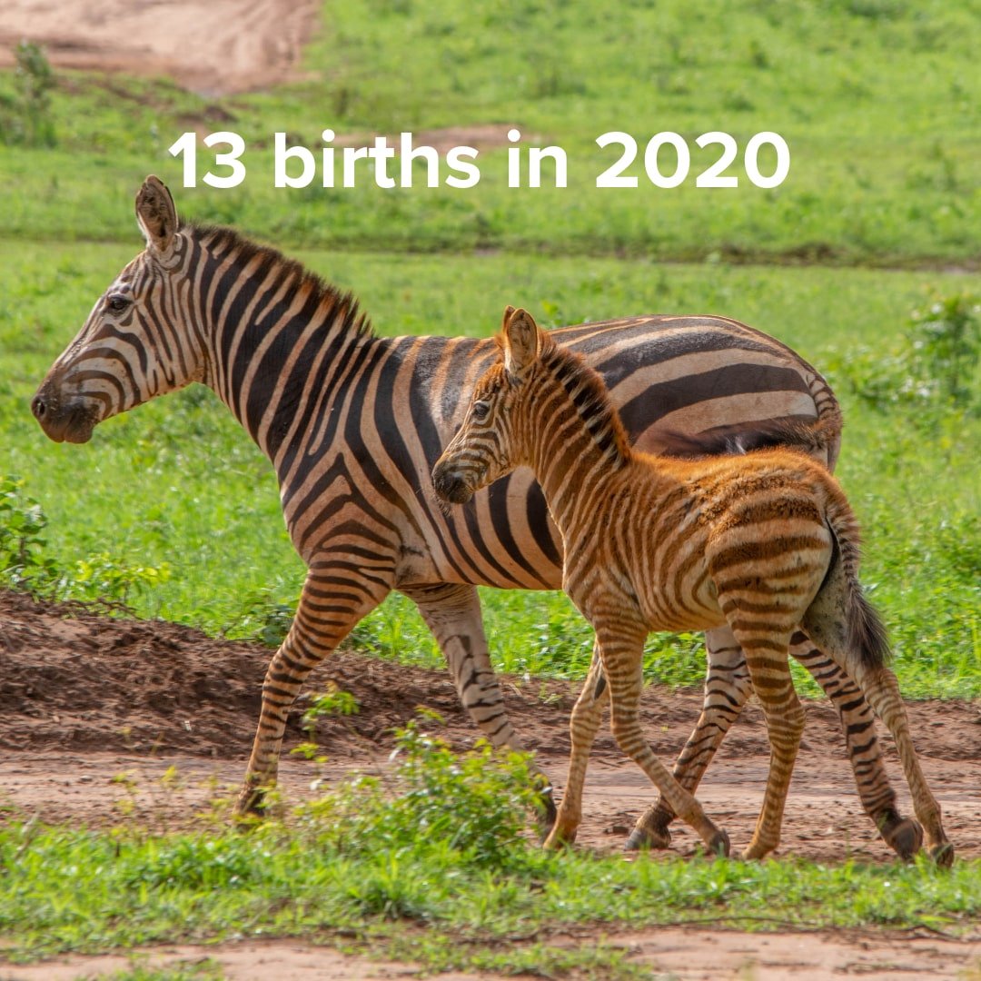 13 animal births in 2020-min.jpeg