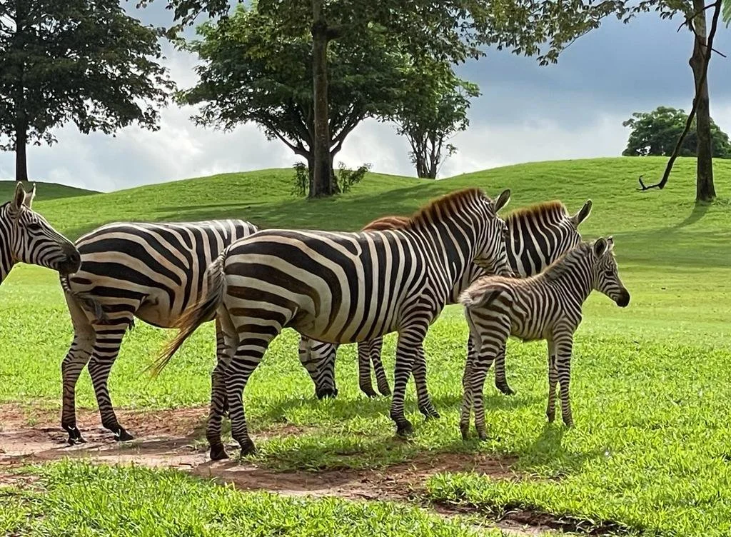 Make This Easter Unforgettable — Vipingo Ridge