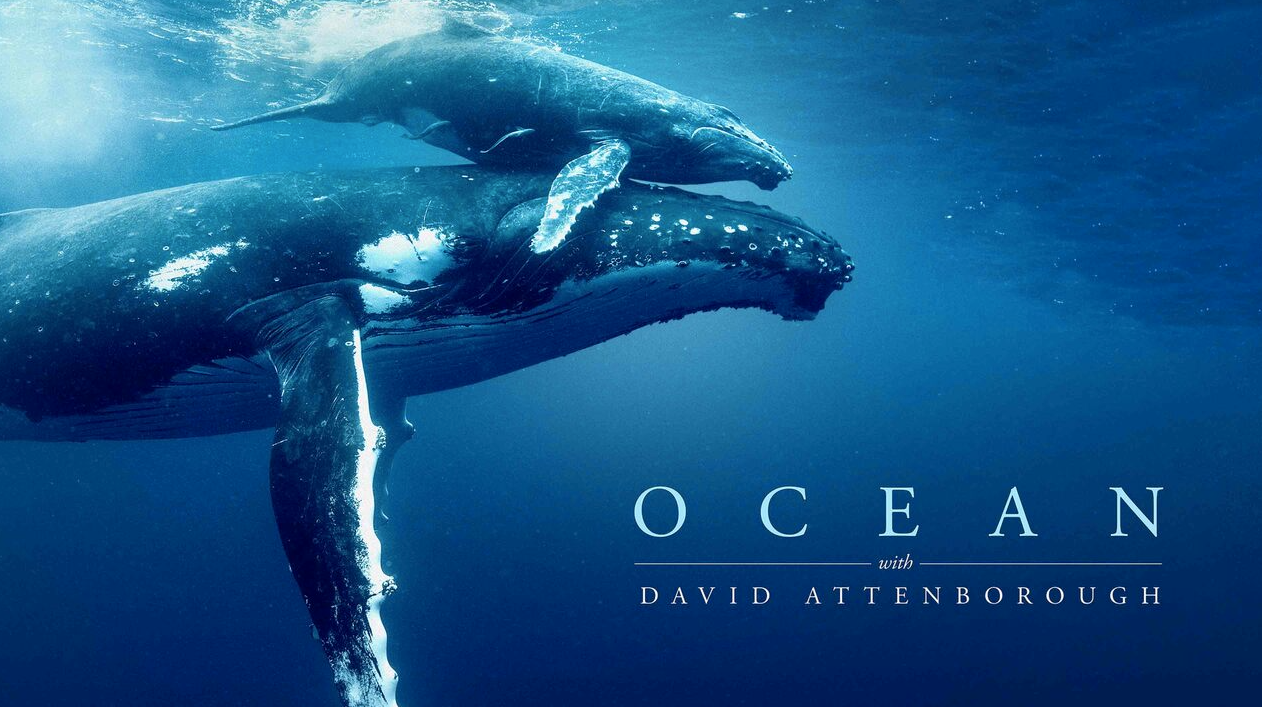 Ocean Documentary Screening