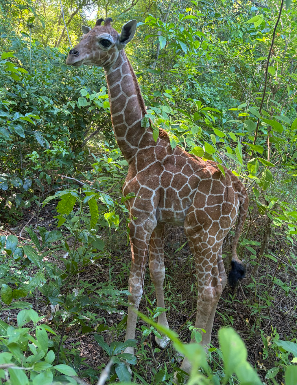 Screenshot 2026-04-18 145559.png