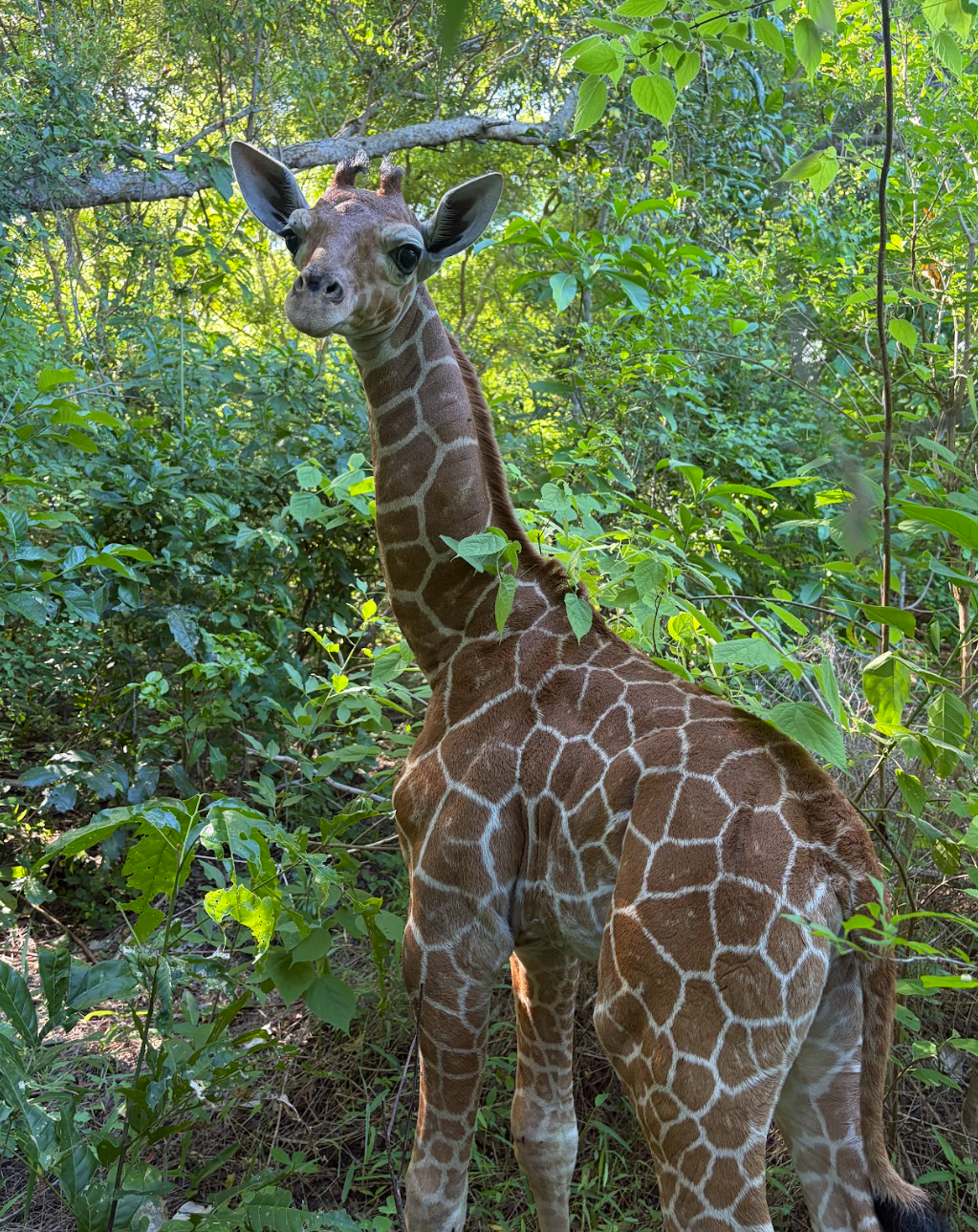 Screenshot 2026-04-18 145514.png