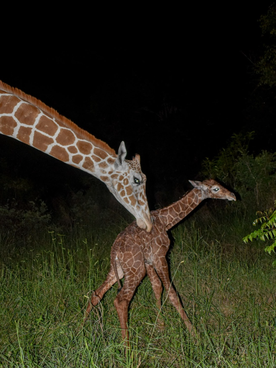 Screenshot 2026-04-18 150906.png